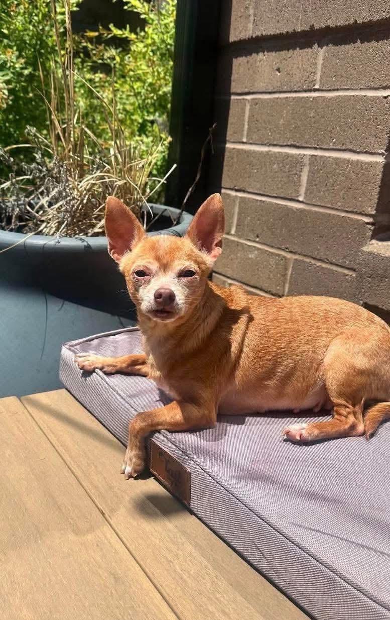 Ember, a Adopted Chihuahua in Richmond, KY image 1/5
