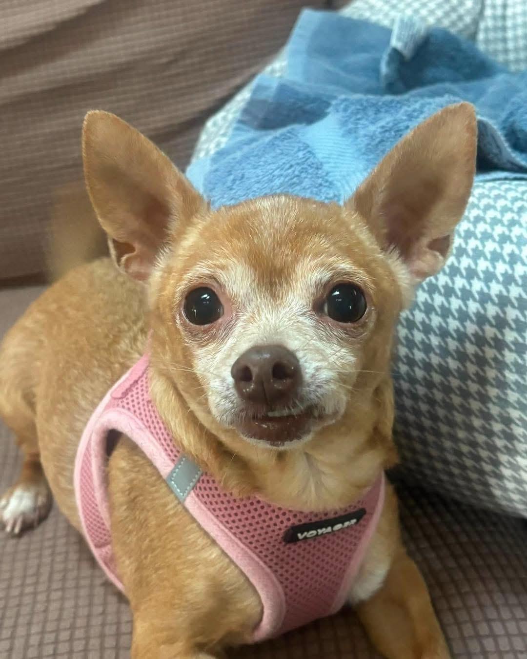 Ember, a Adopted Chihuahua in Richmond, KY image 2/5