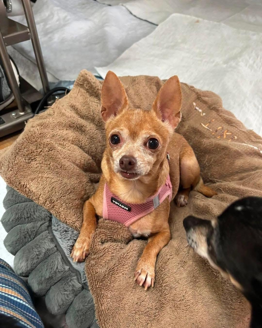 Ember, a Adopted Chihuahua in Richmond, KY image 3/5