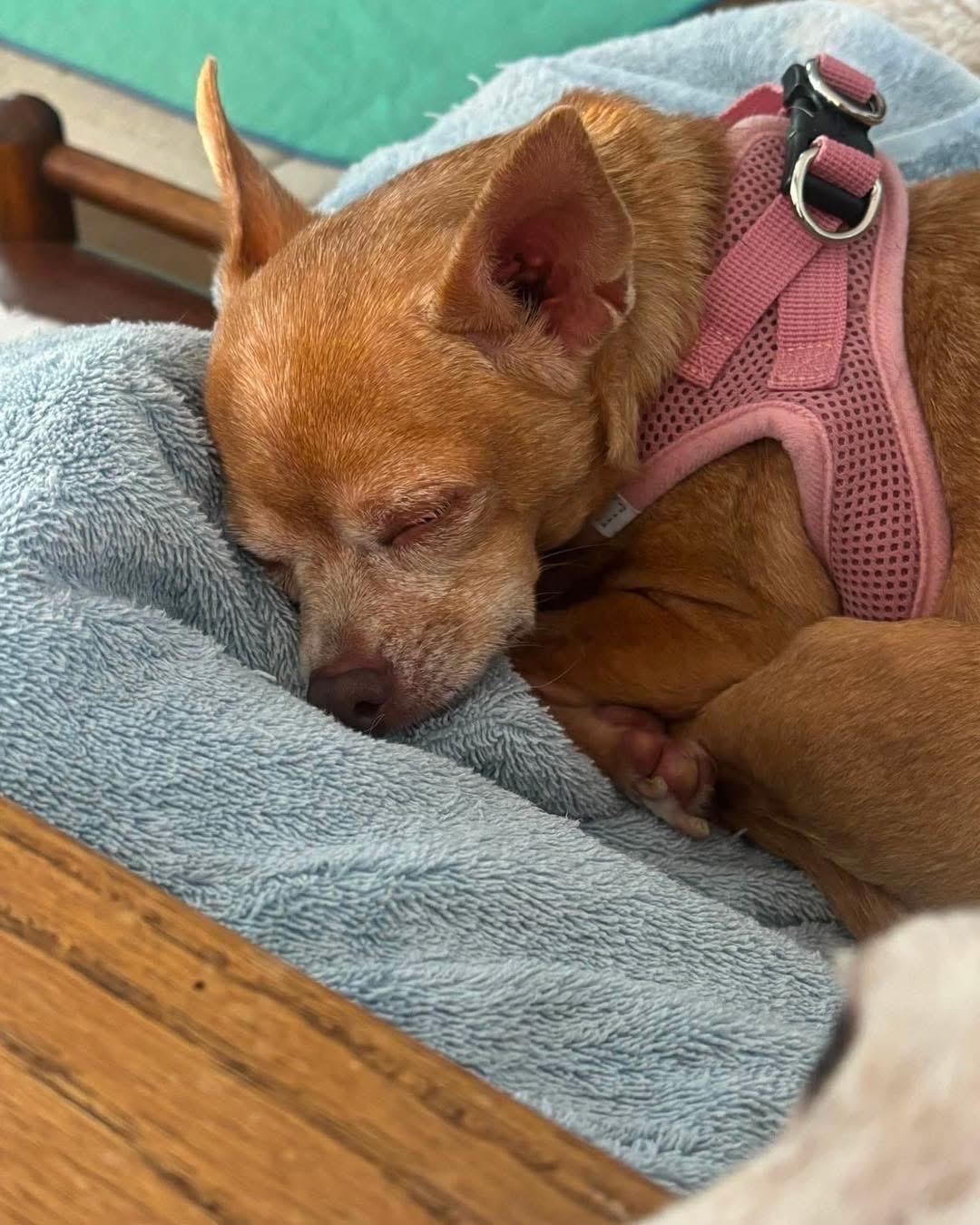 Ember, a Adopted Chihuahua in Richmond, KY image 4/5