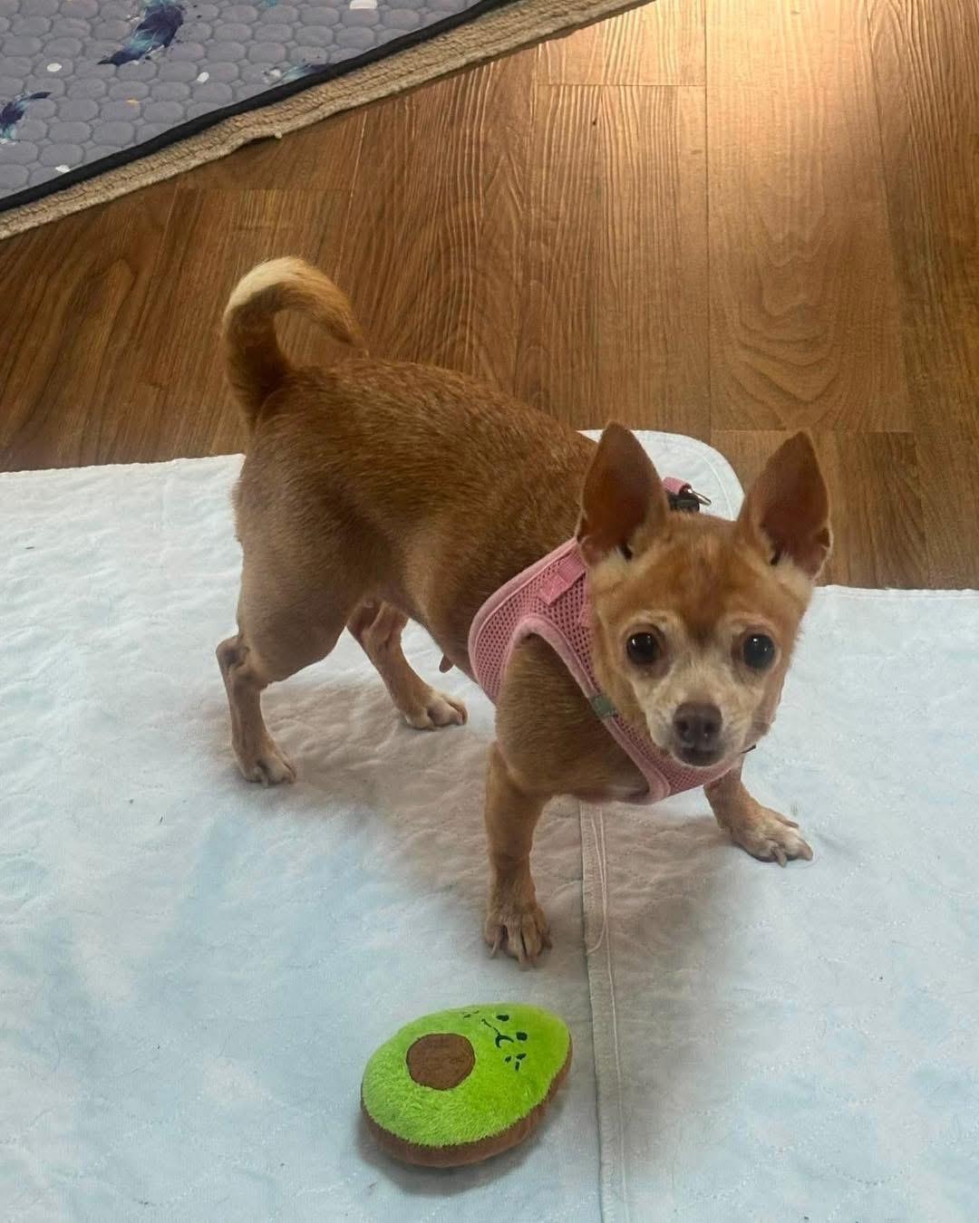 Ember, a Adopted Chihuahua in Richmond, KY image 5/5