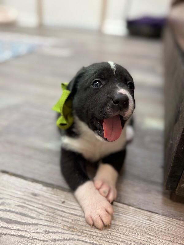 Apollo Space — thumbnail 5