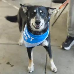 Digit, adoptable, Adult Male Siberian Husky & Australian Shepherd.