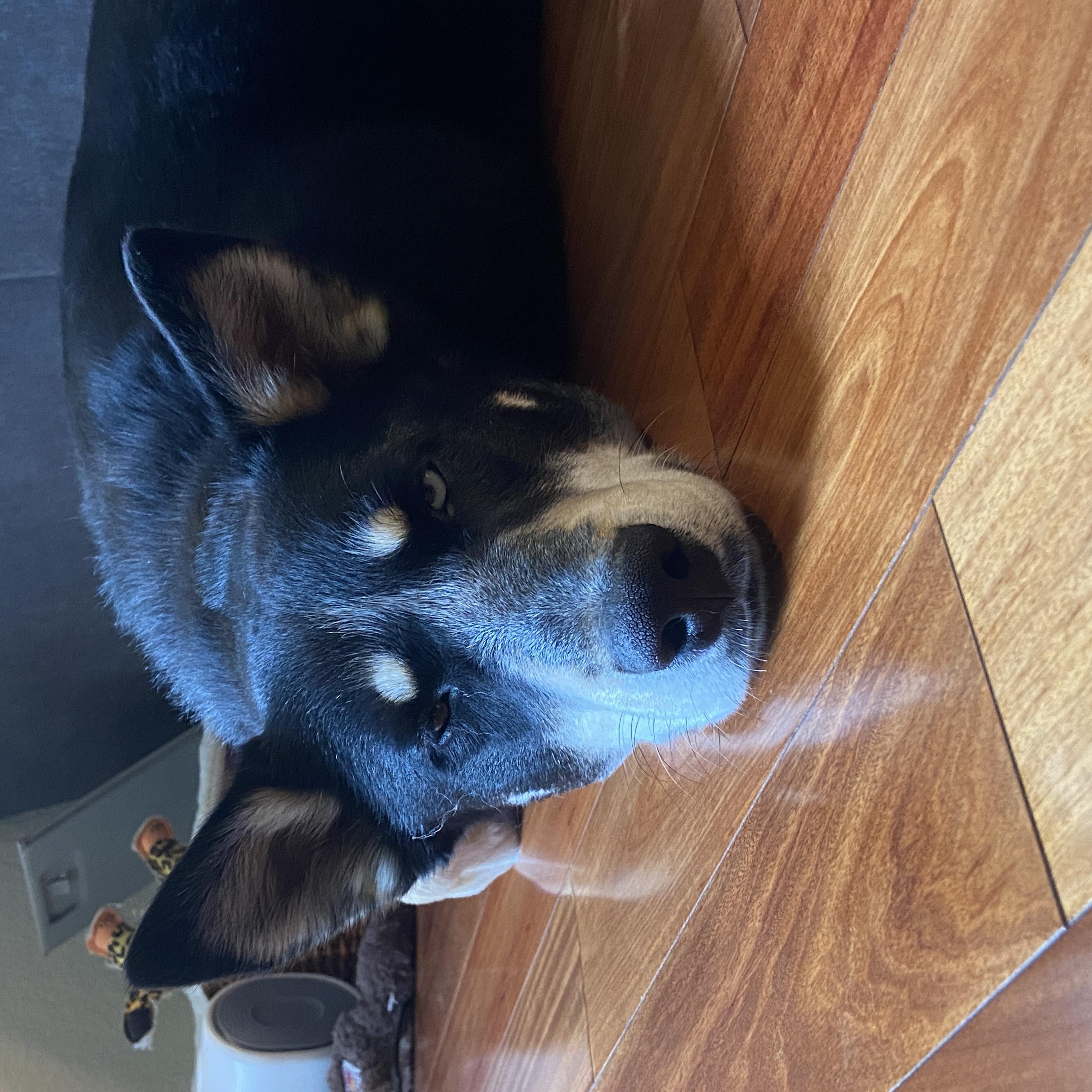 Enlarge Digit, a Adoptable mixed breed in Tracy, CA image 2/6