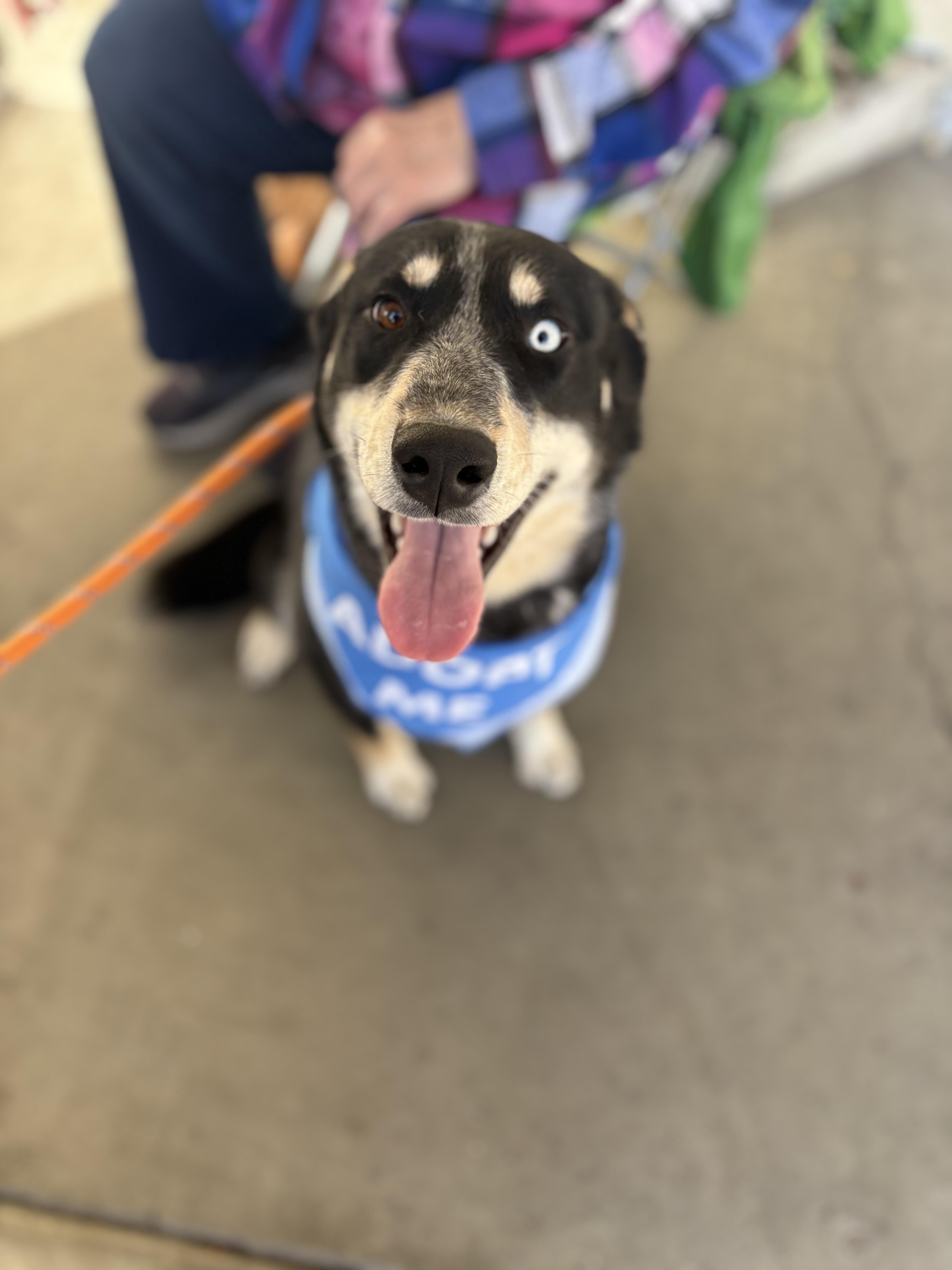 Digit, Adoptable, Adult Male Siberian Husky & Australian Shepherd.