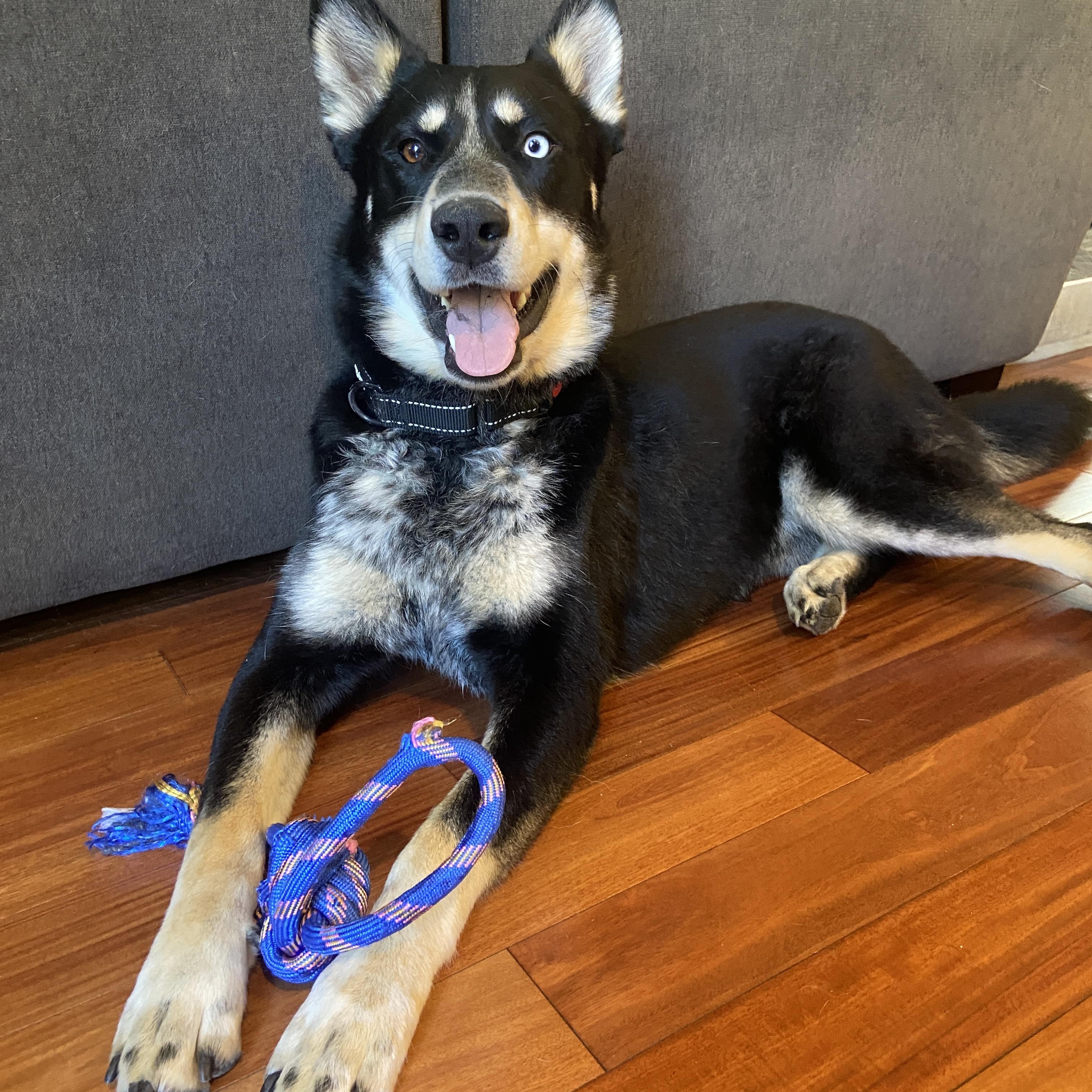 Digit, Adoptable, Adult Male Siberian Husky & Australian Shepherd.