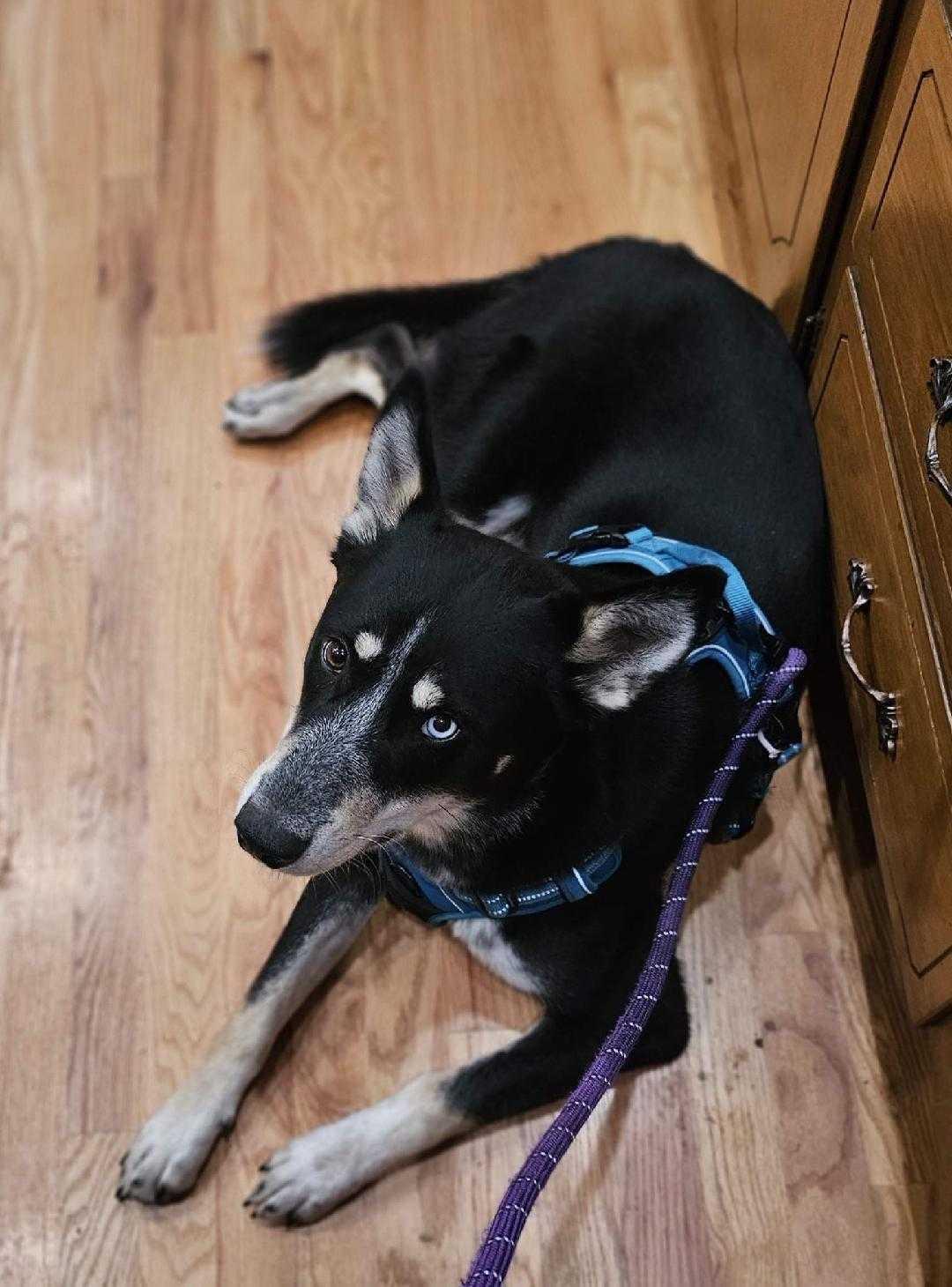 Enlarge Digit, a Adoptable mixed breed in Tracy, CA image 2/6