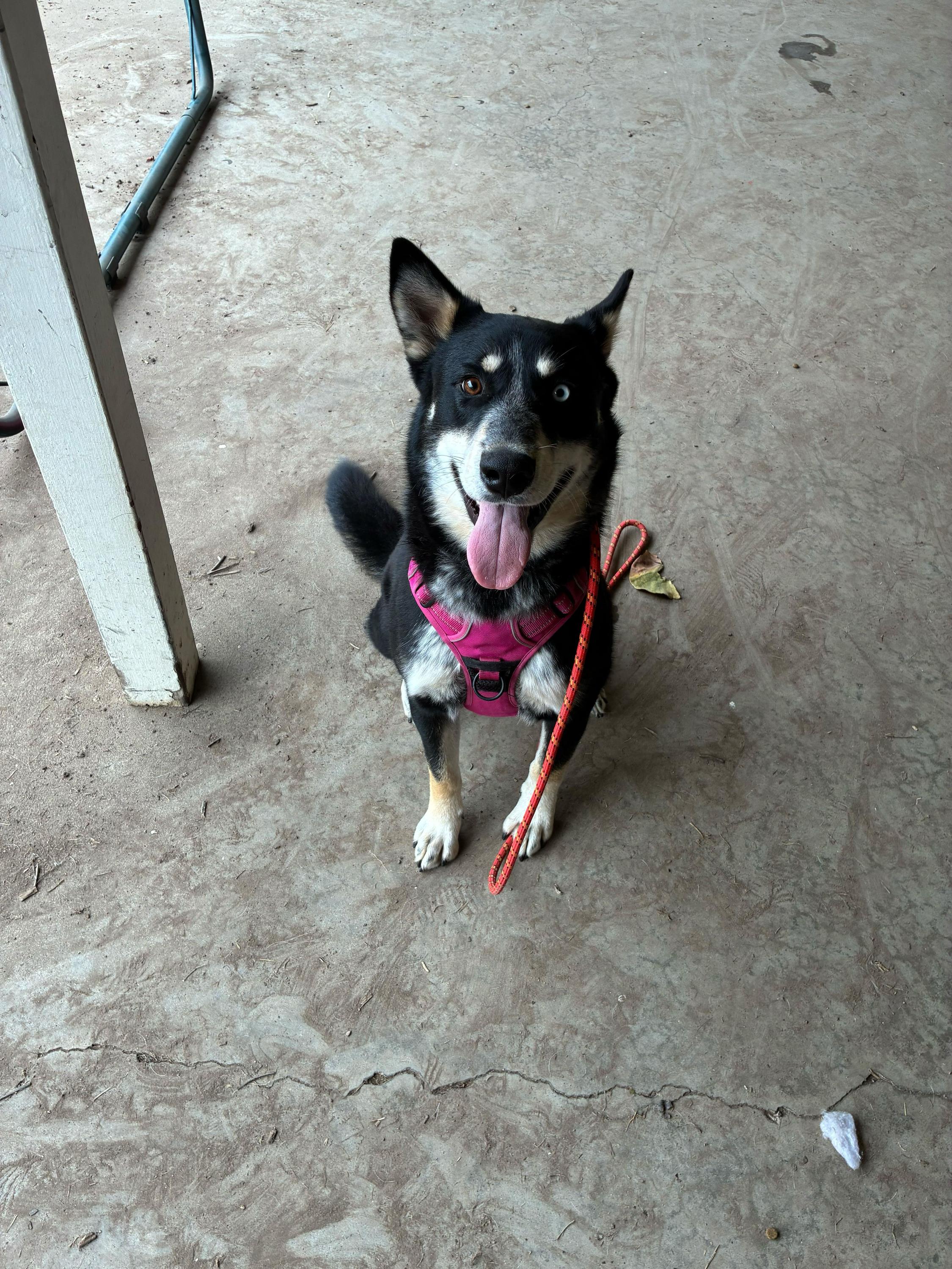 Enlarge Digit, a Adoptable mixed breed in Tracy, CA image 3/6