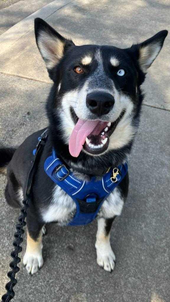 Enlarge Digit, a Adoptable mixed breed in Tracy, CA image 4/6