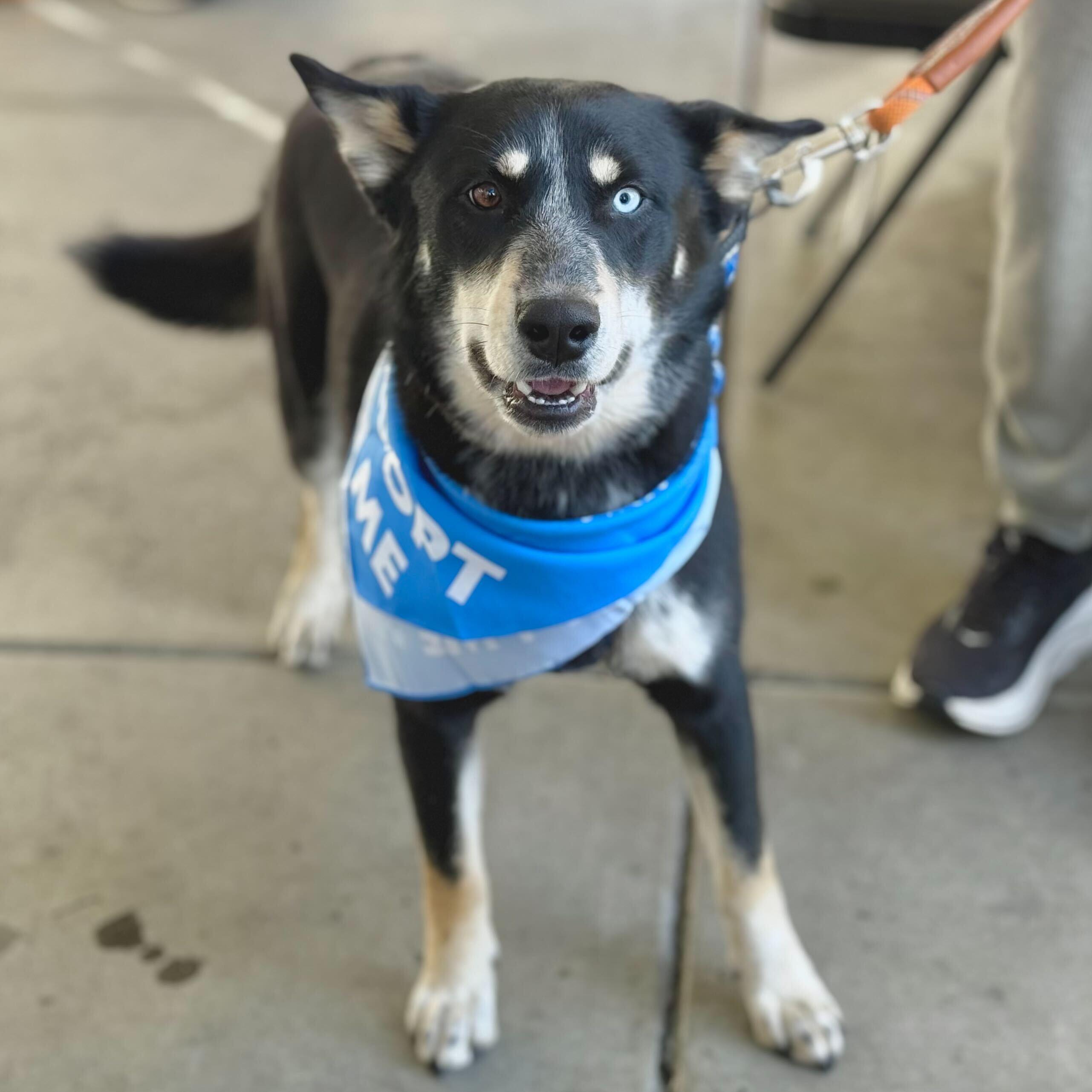 Enlarge Digit, a Adoptable mixed breed in Tracy, CA image 5/6