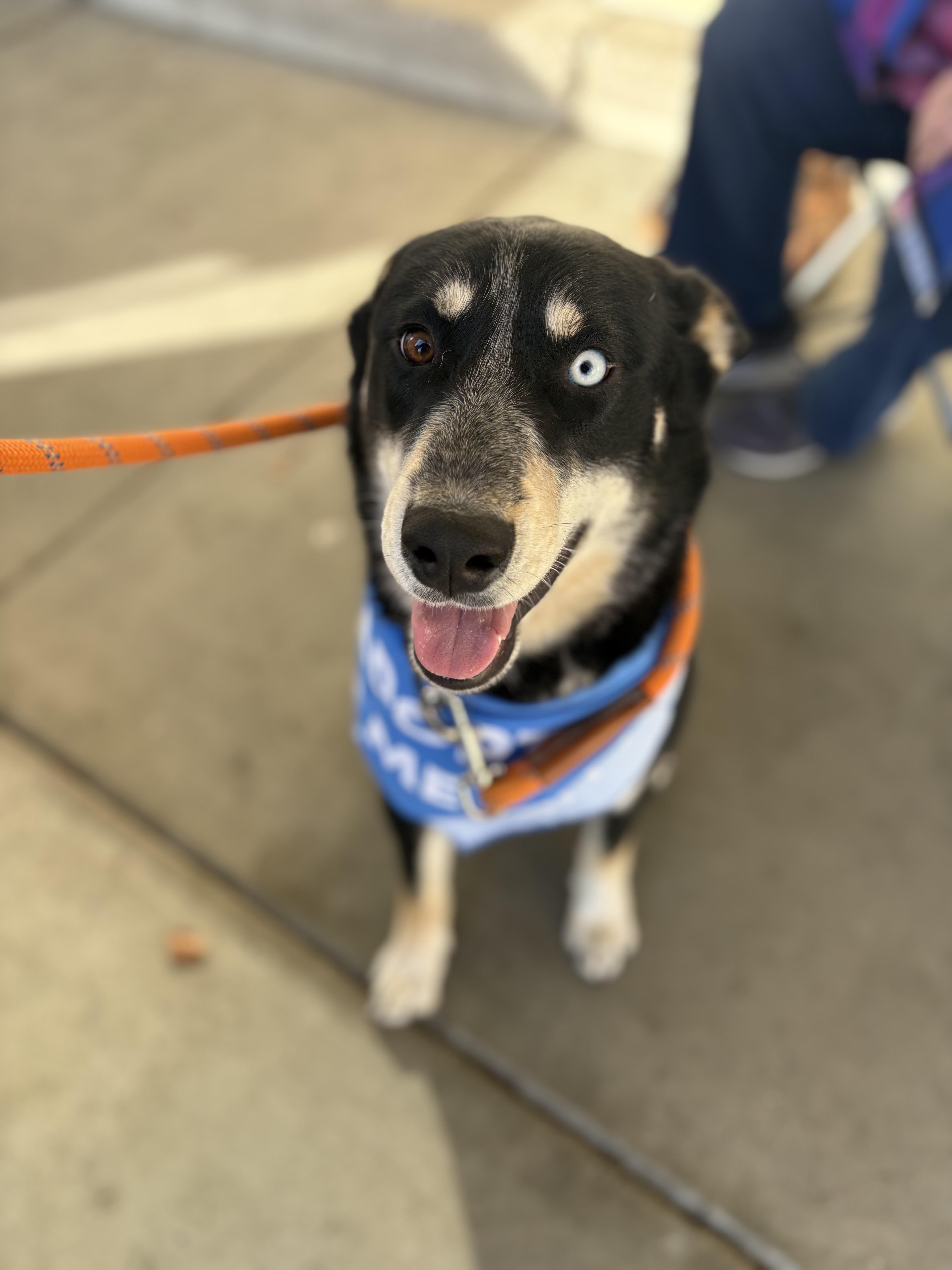 Enlarge Digit, a Adoptable mixed breed in Tracy, CA image 6/6