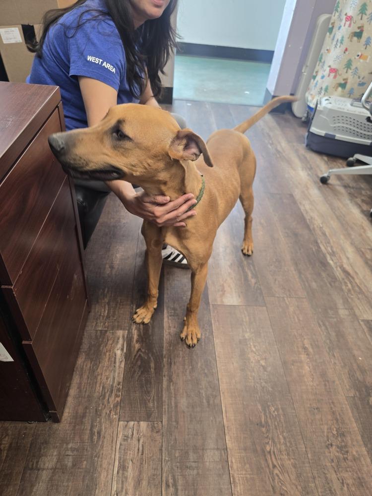 Jada, Adoptable, Adult Female Rhodesian Ridgeback & Doberman Pinscher.