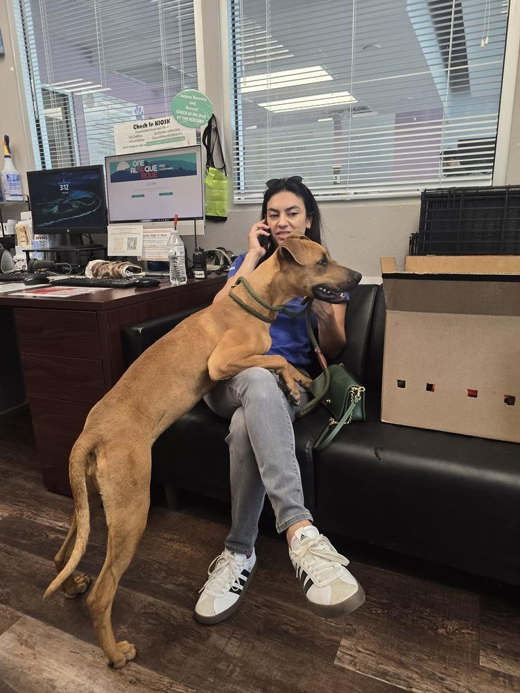 Enlarge Jada, a Adoptable mixed breed in Albuquerque, NM image 2/4