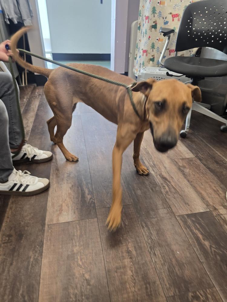 Enlarge Jada, a Adoptable mixed breed in Albuquerque, NM image 3/4