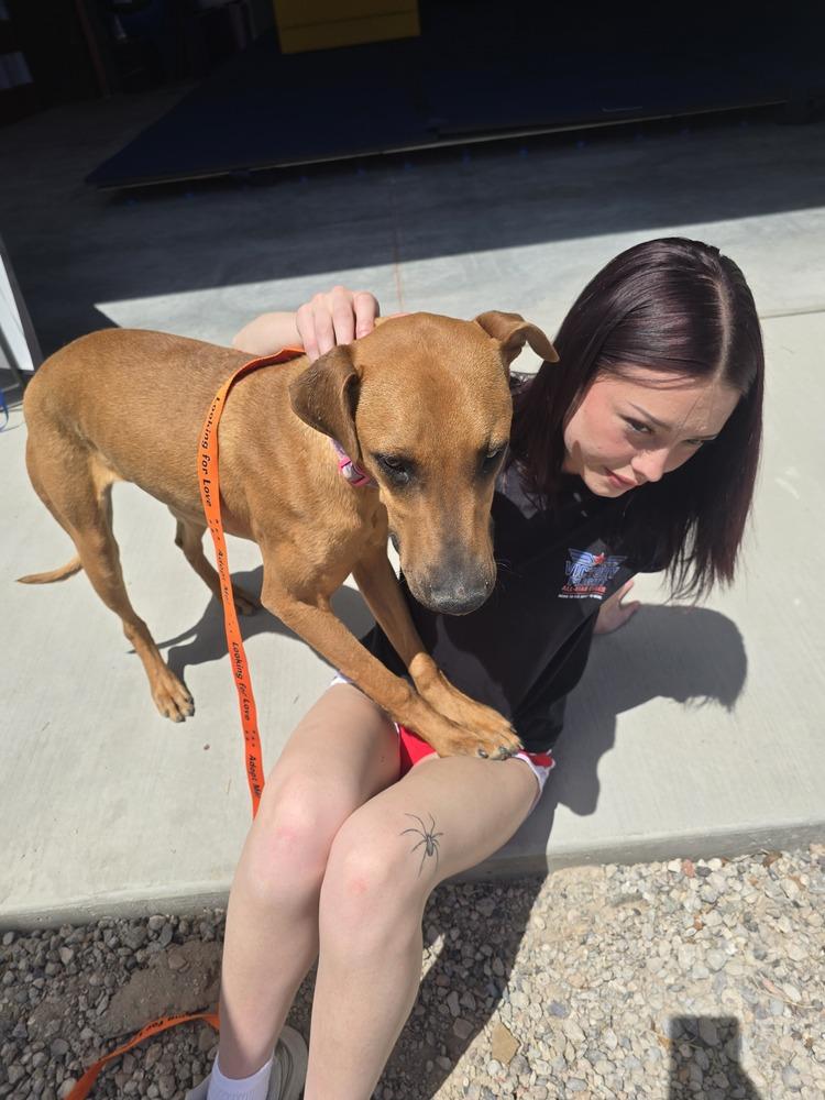Enlarge Jada, a Adoptable mixed breed in Albuquerque, NM image 4/4