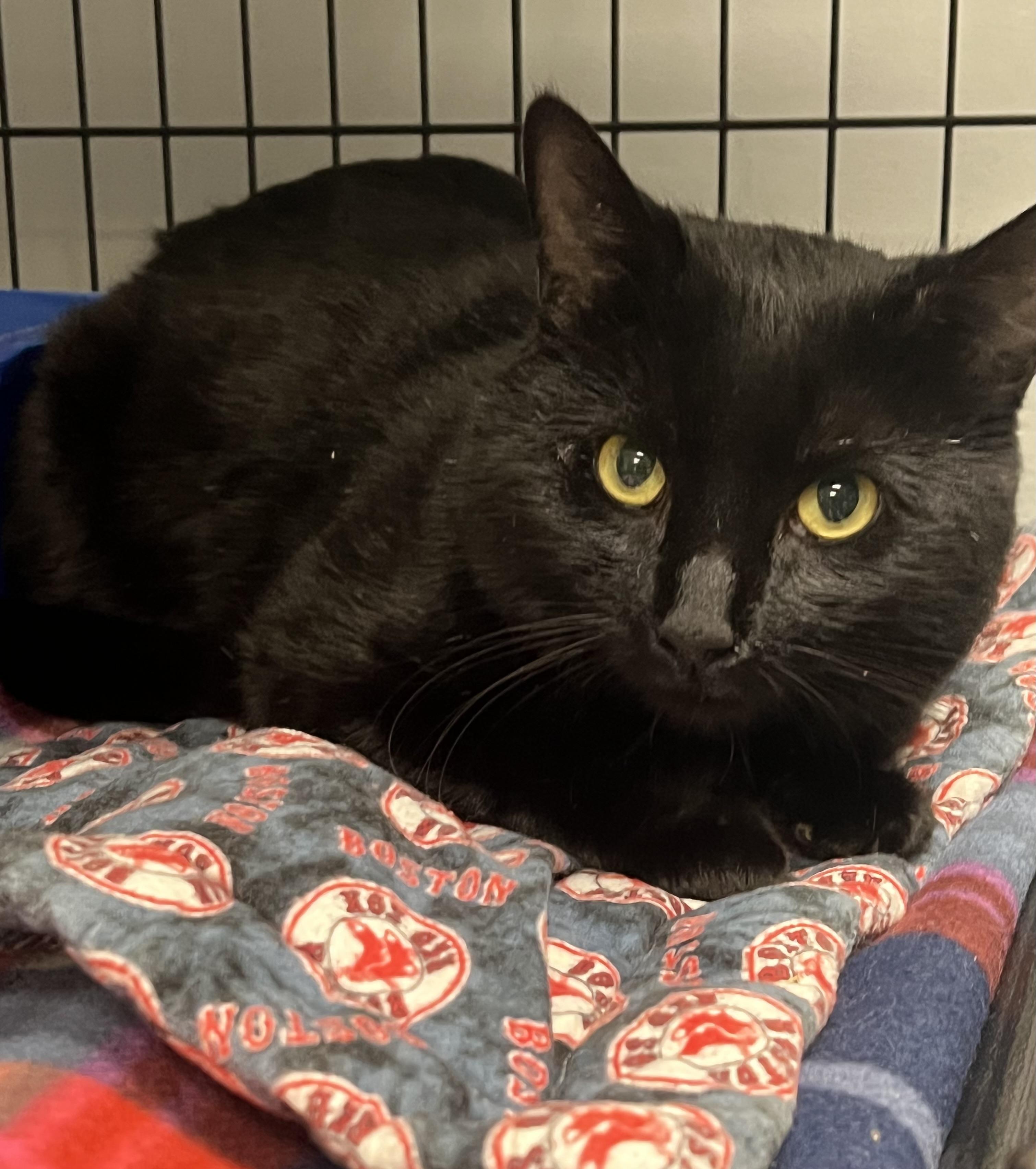 Atticus, a Adoptable Domestic Short Hair in Johnston, RI image 1/6