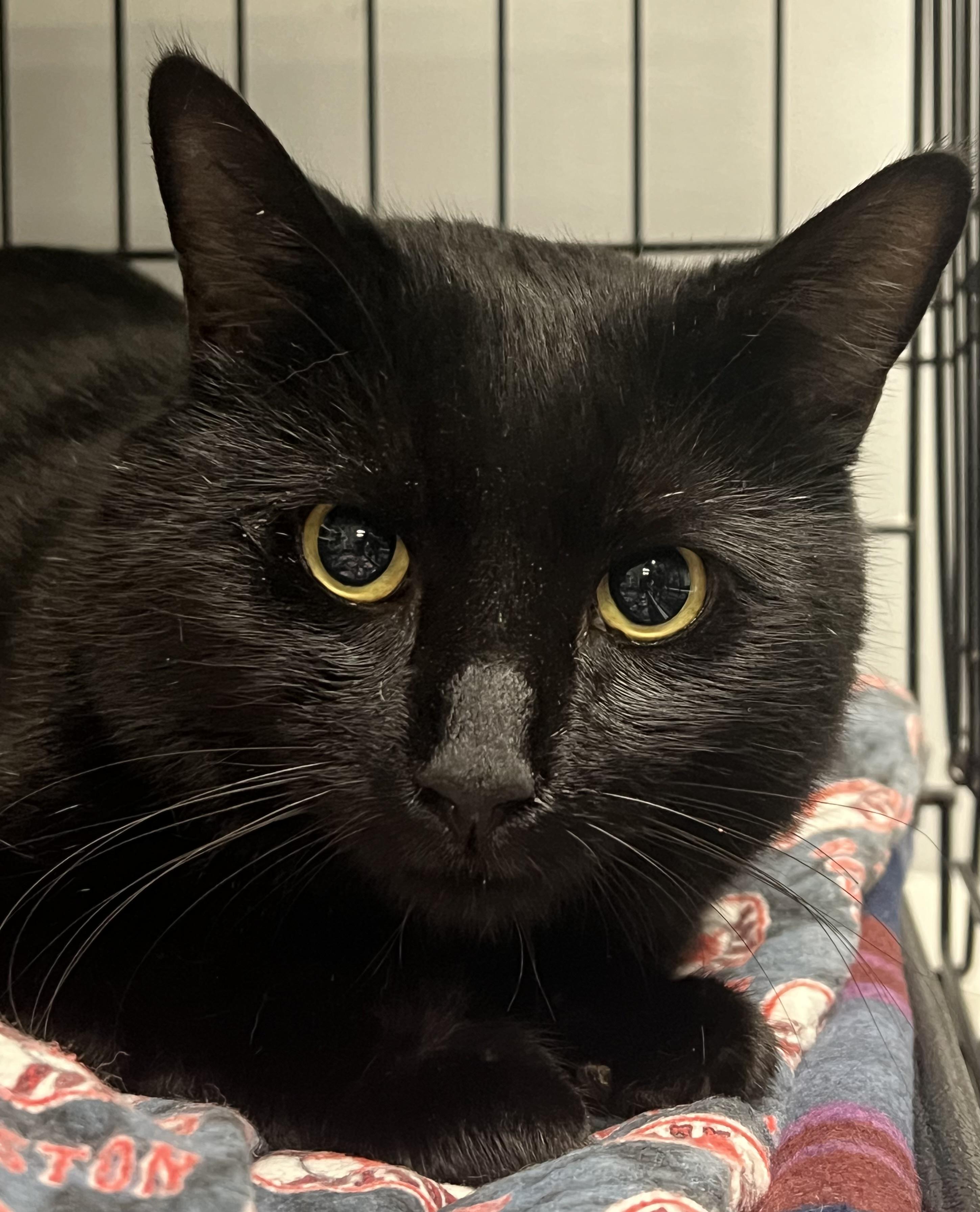 Atticus, a Adoptable Domestic Short Hair in Johnston, RI image 2/6
