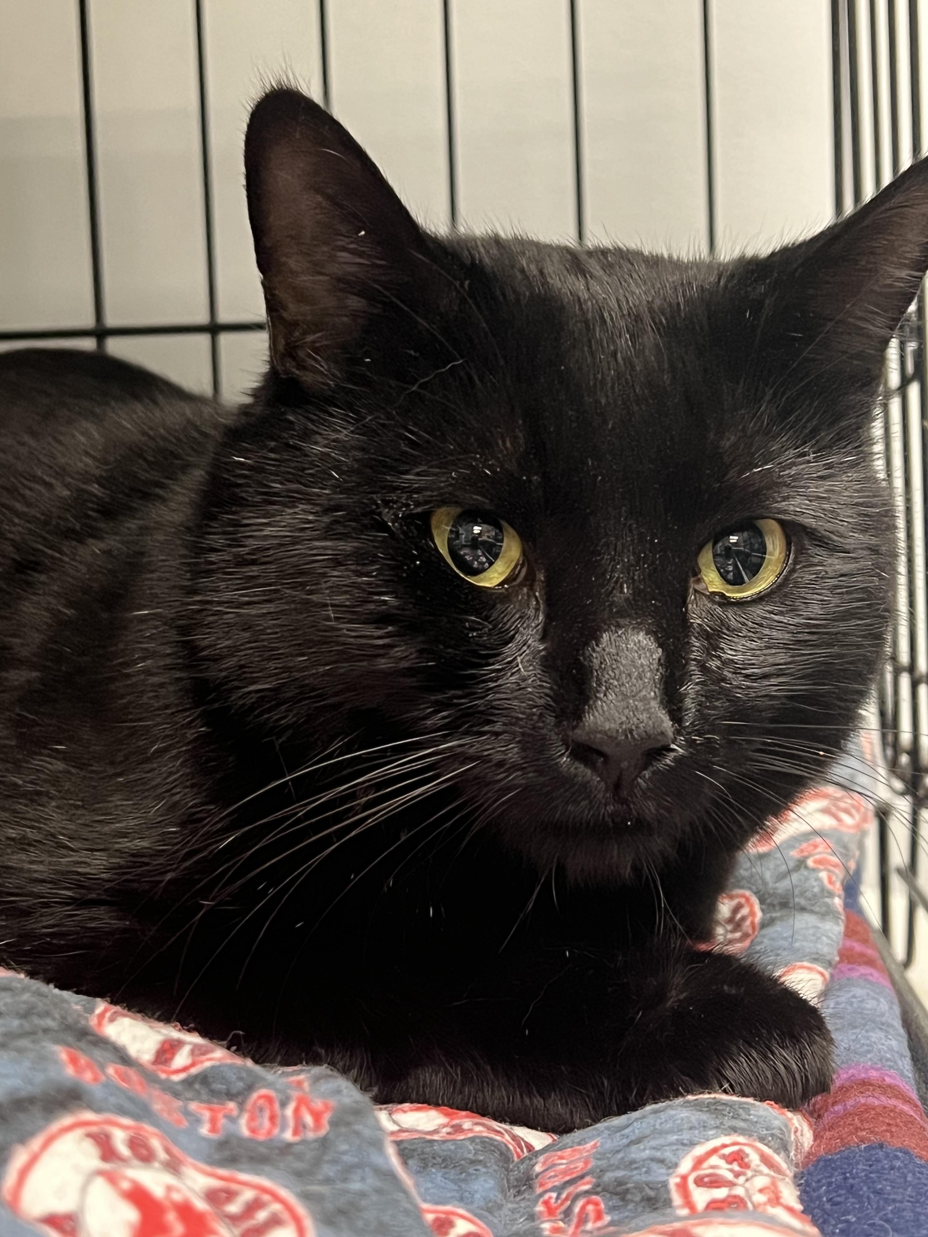 Atticus, a Adoptable Domestic Short Hair in Johnston, RI image 3/6