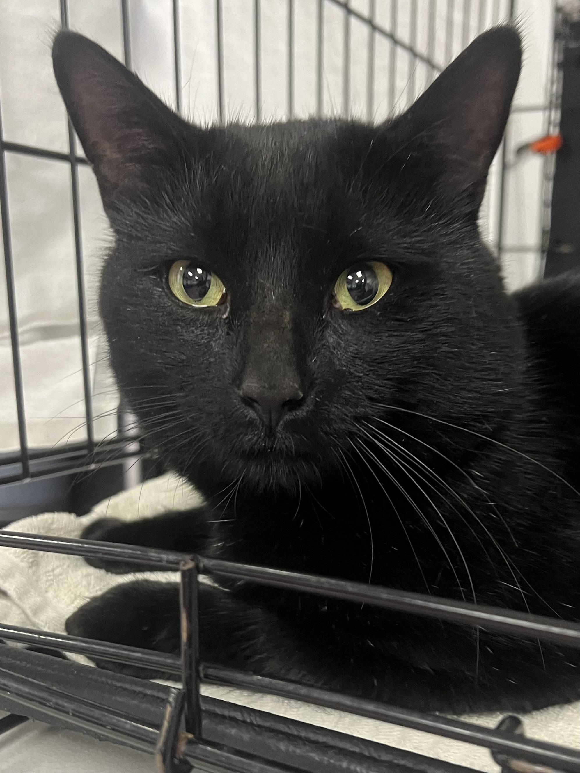 Atticus, a Adoptable Domestic Short Hair in Johnston, RI image 4/6