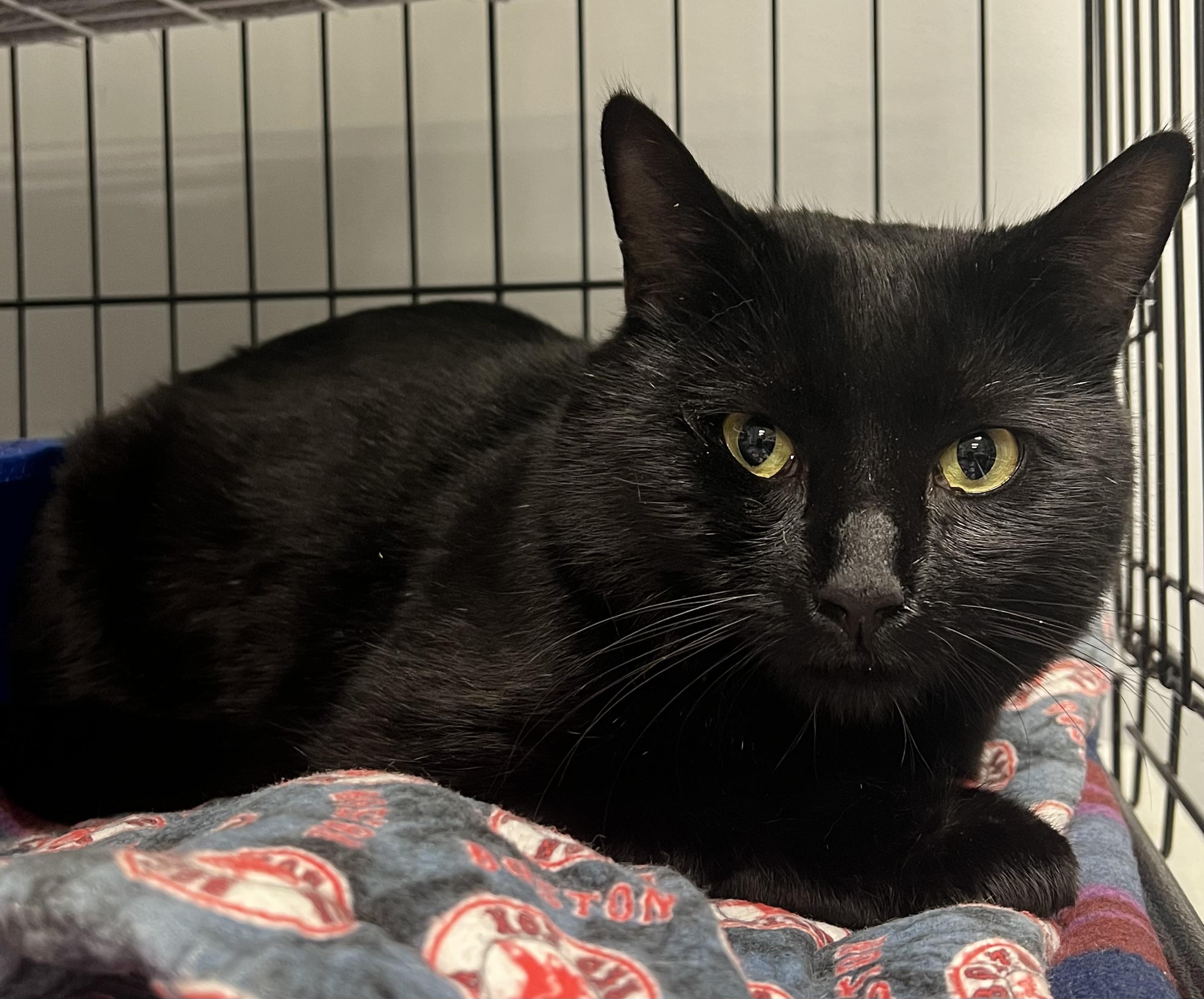 Atticus, a Adoptable Domestic Short Hair in Johnston, RI image 5/6