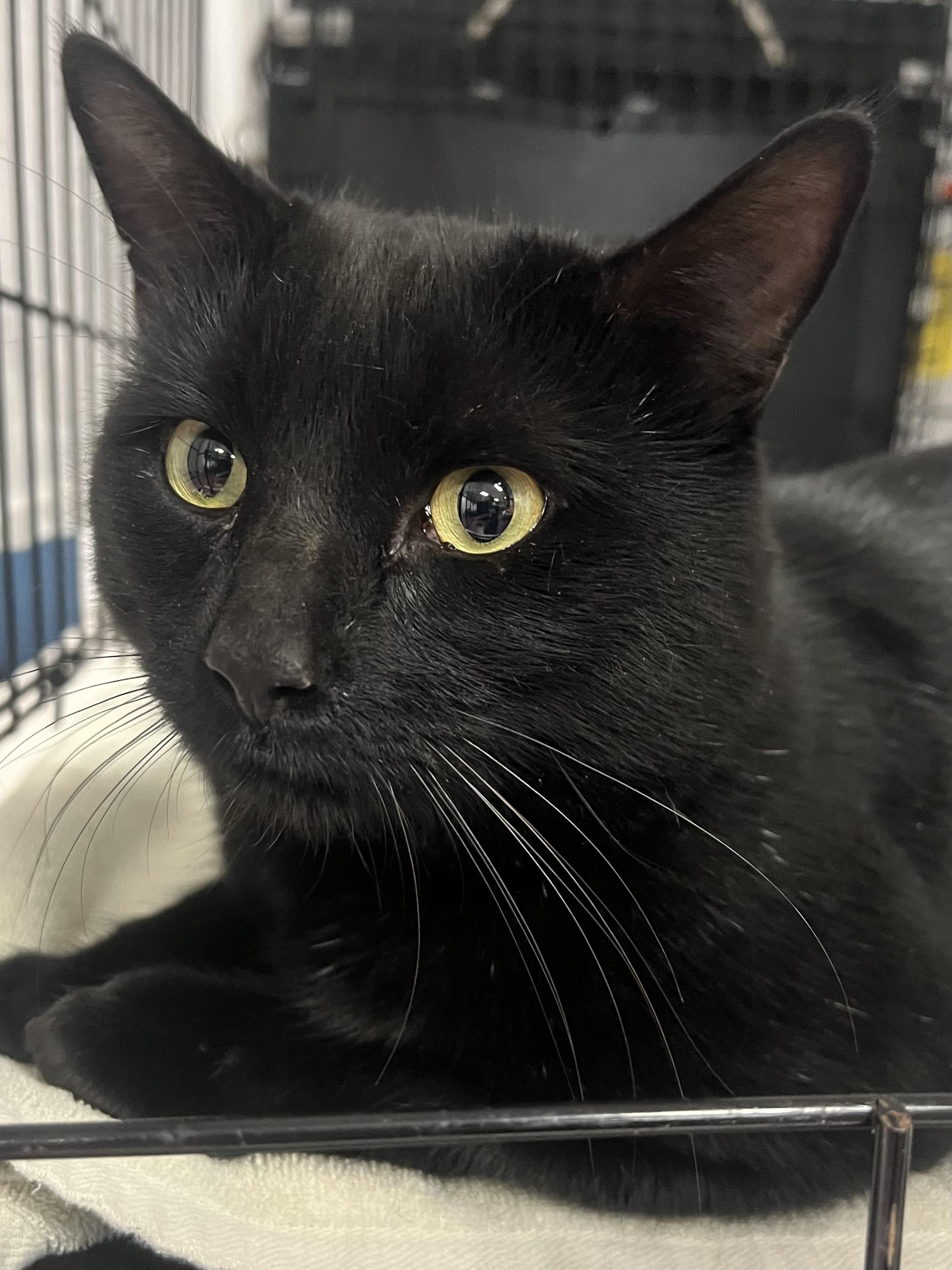 Atticus, a Adoptable Domestic Short Hair in Johnston, RI image 6/6