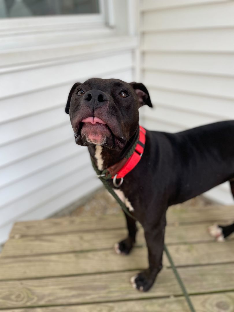 Shirley, Adoptable, Young Female Mixed Breed.