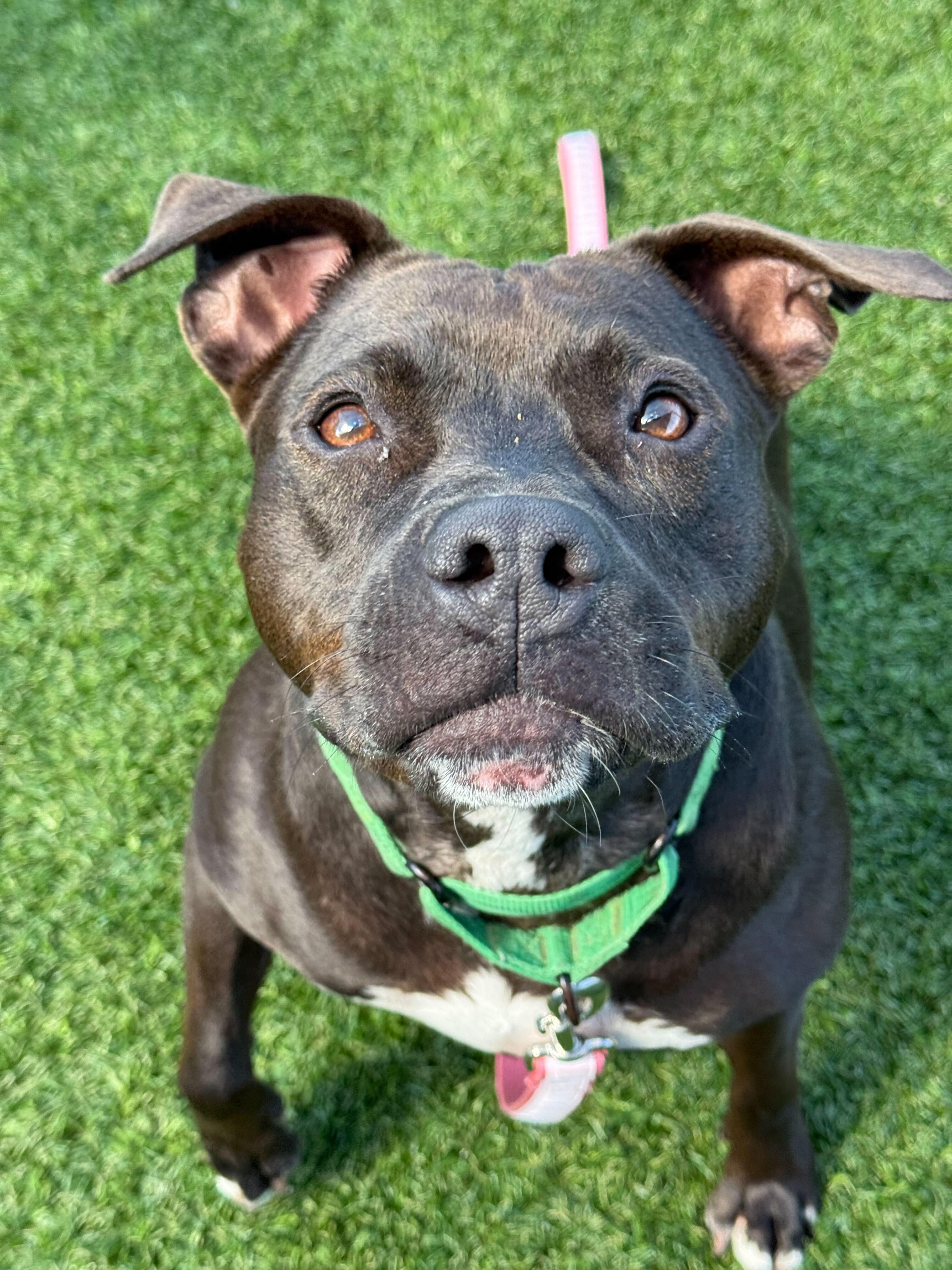 Shirley, Adoptable, Young Female Mixed Breed.