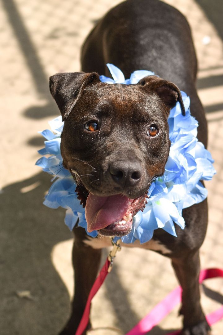 Enlarge Shirley, a Adoptable mixed breed in Queenstown, MD image 2/11