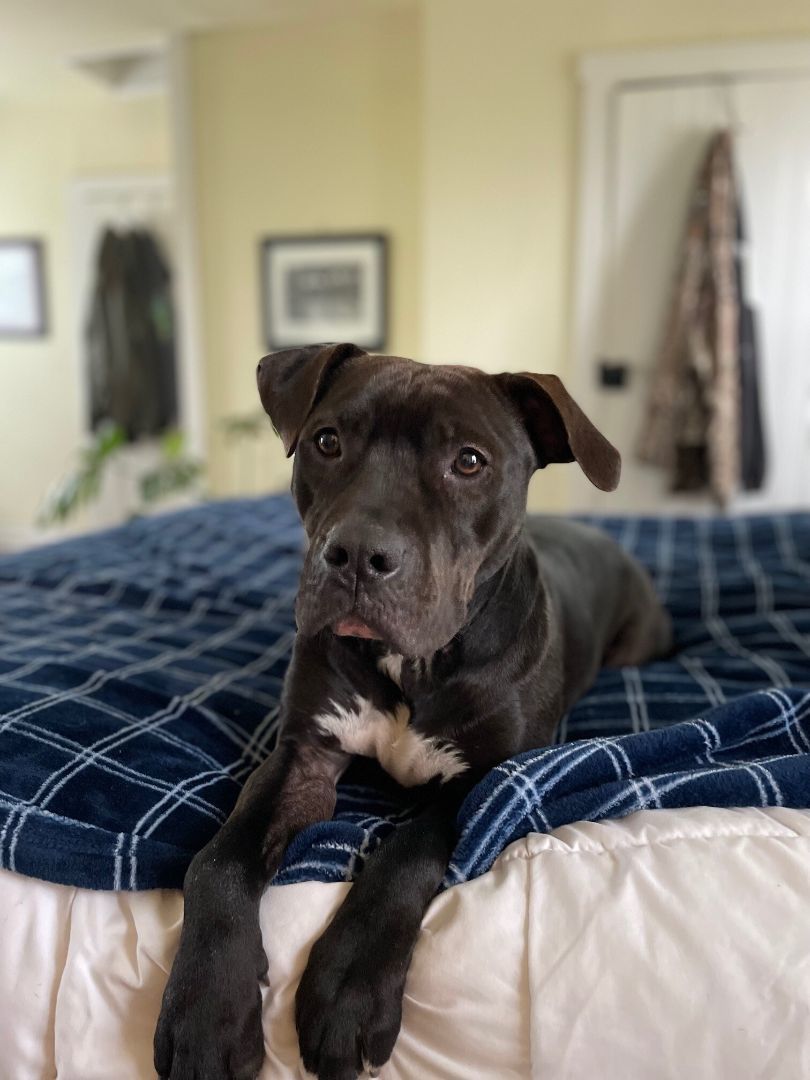 Enlarge Shirley, a Adoptable mixed breed in Queenstown, MD image 3/11