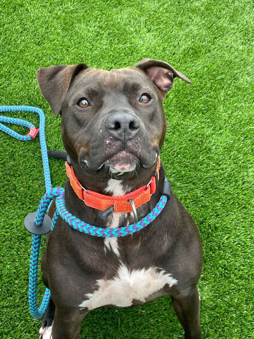 Enlarge Shirley, a Adoptable mixed breed in Queenstown, MD image 4/11