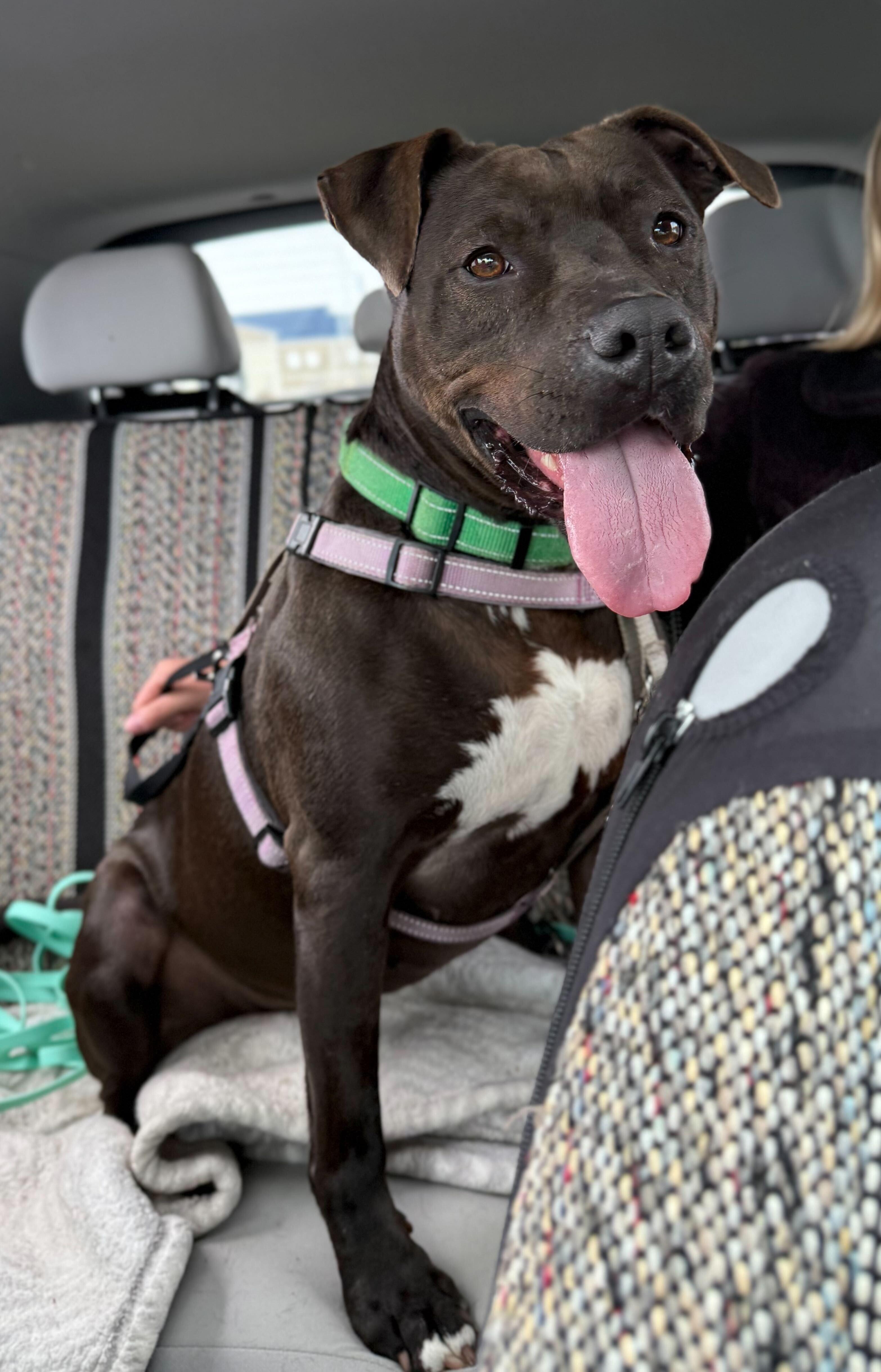 Enlarge Shirley, a Adoptable mixed breed in Queenstown, MD image 3/6