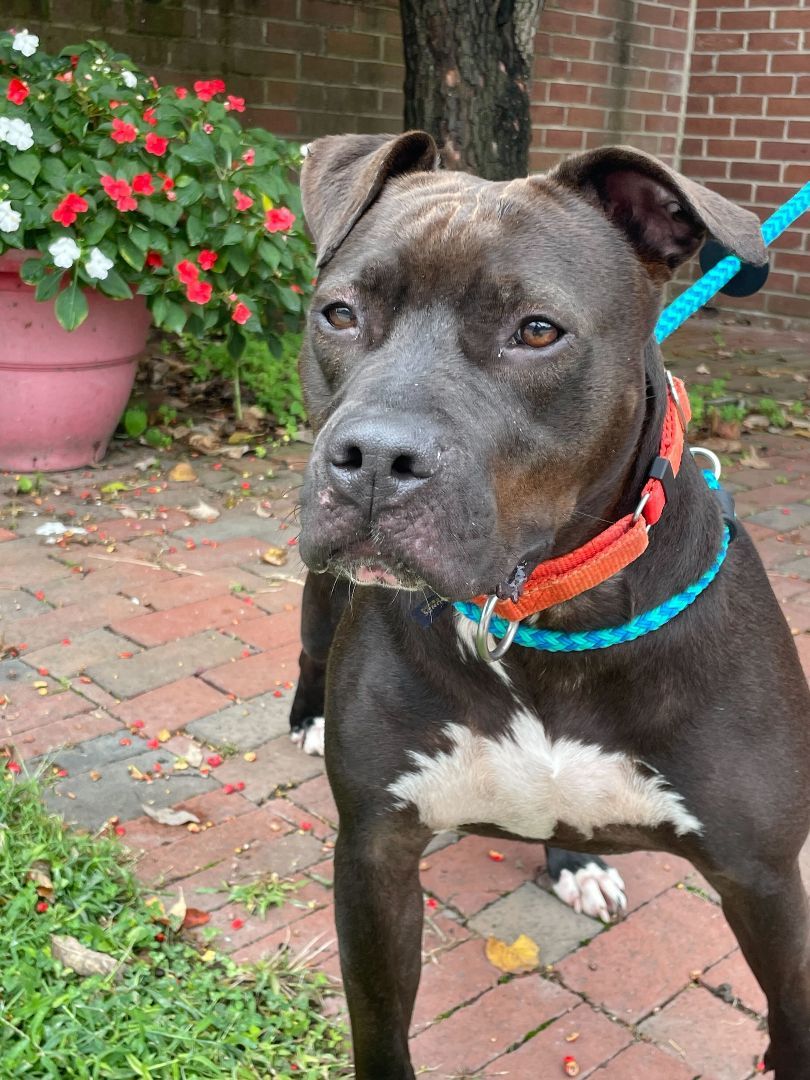 Enlarge Shirley, a Adoptable mixed breed in Queenstown, MD image 5/11