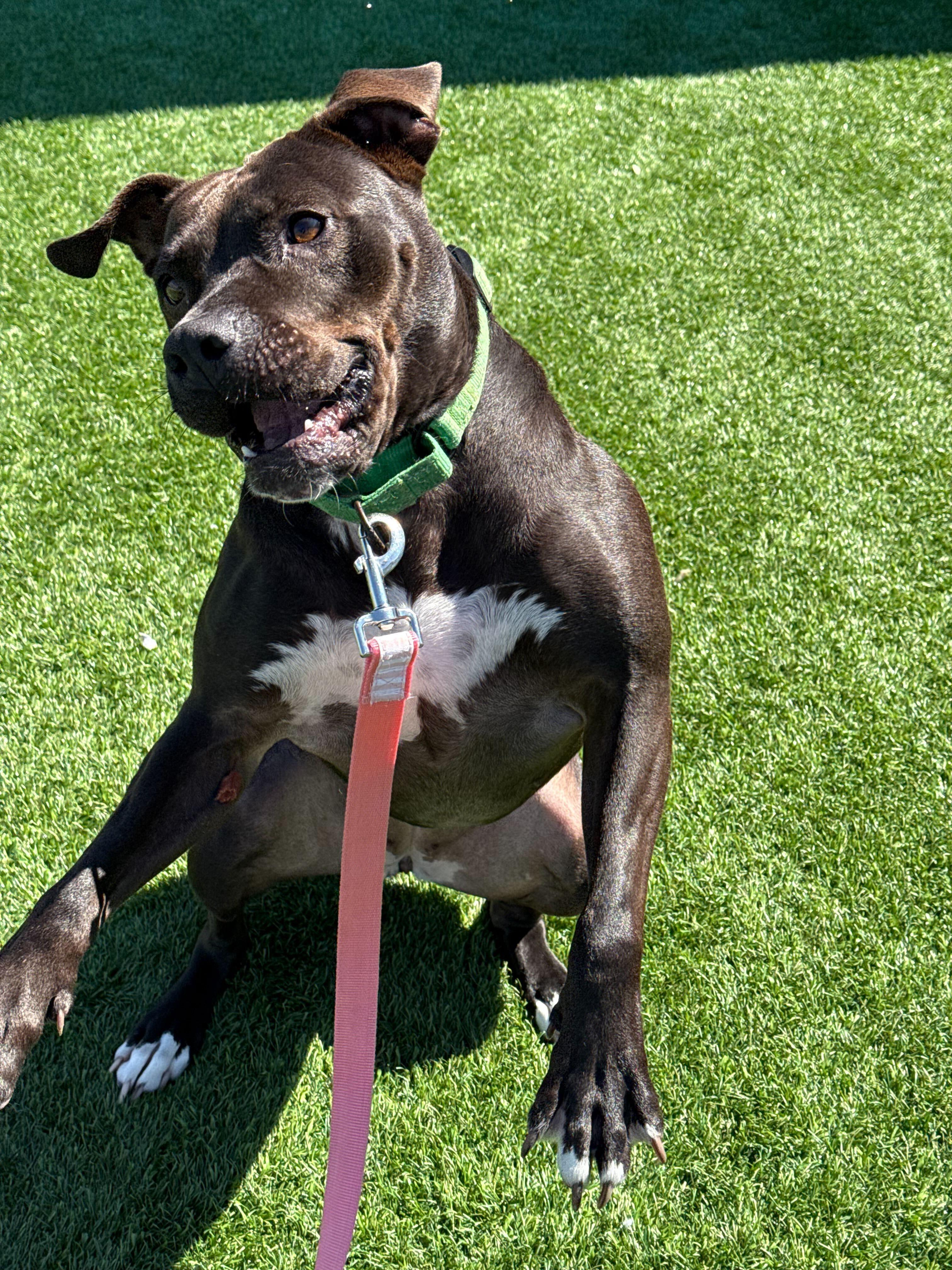 Enlarge Shirley, a Adoptable mixed breed in Queenstown, MD image 5/6