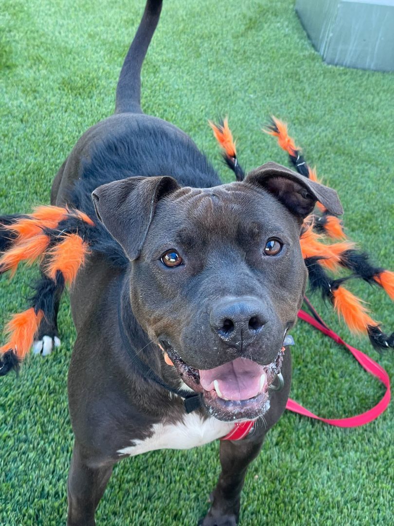 Enlarge Shirley, a Adoptable mixed breed in Queenstown, MD image 6/11