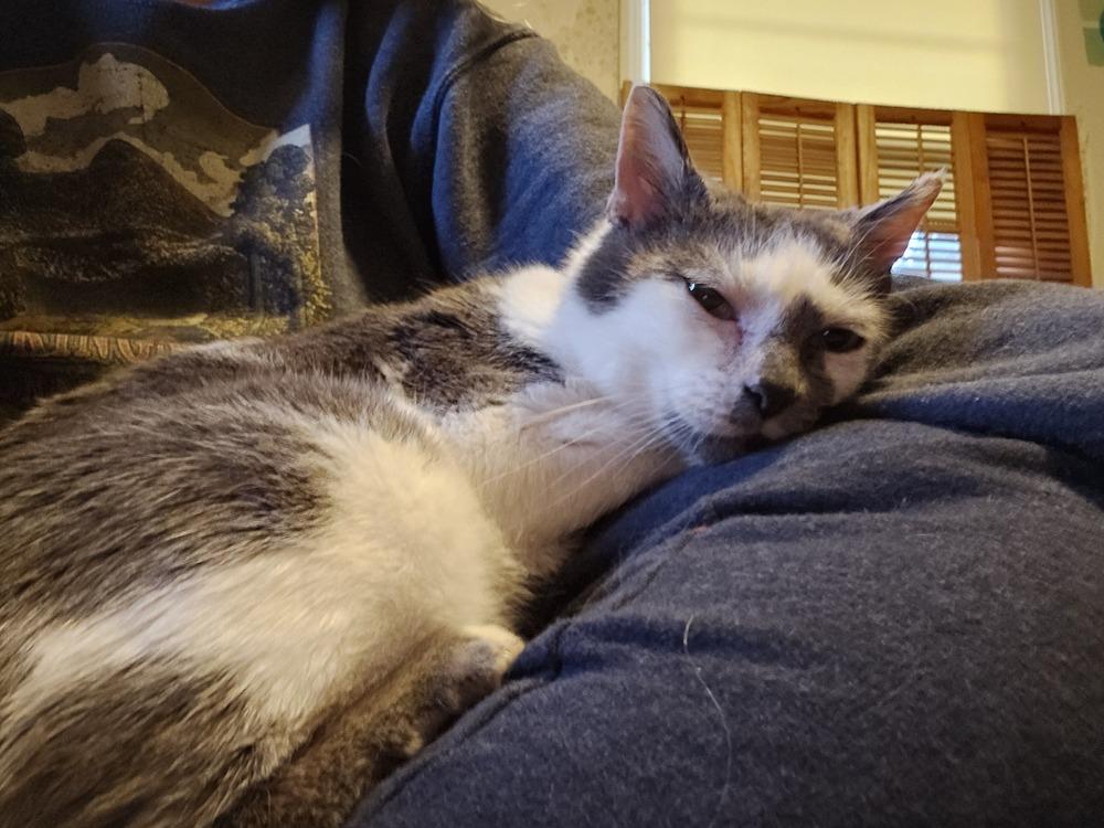 Smudge, a Adoptable mixed breed in WARNER ROBINS, GA image 1/4