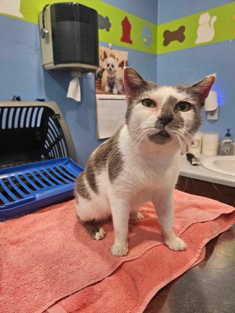 Smudge, a Adoptable mixed breed in WARNER ROBINS, GA image 2/4