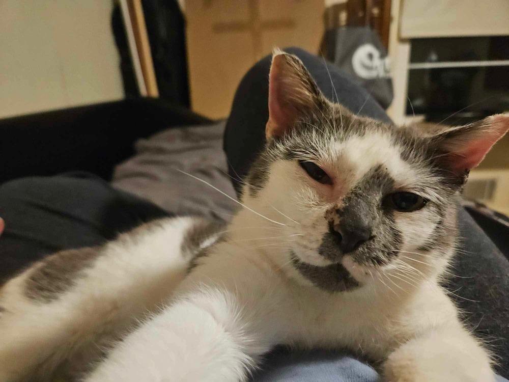 Smudge, a Adoptable mixed breed in WARNER ROBINS, GA image 3/4