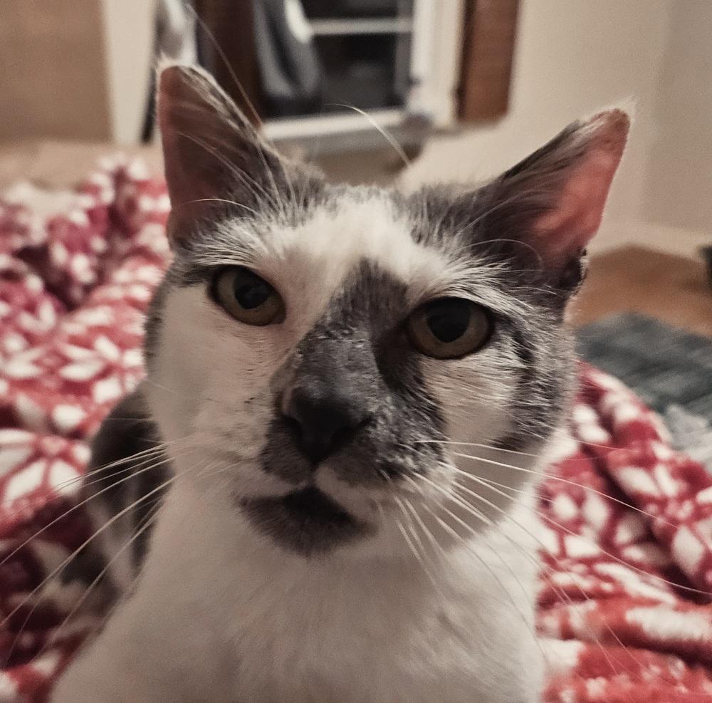 Smudge, a Adoptable mixed breed in WARNER ROBINS, GA image 4/4