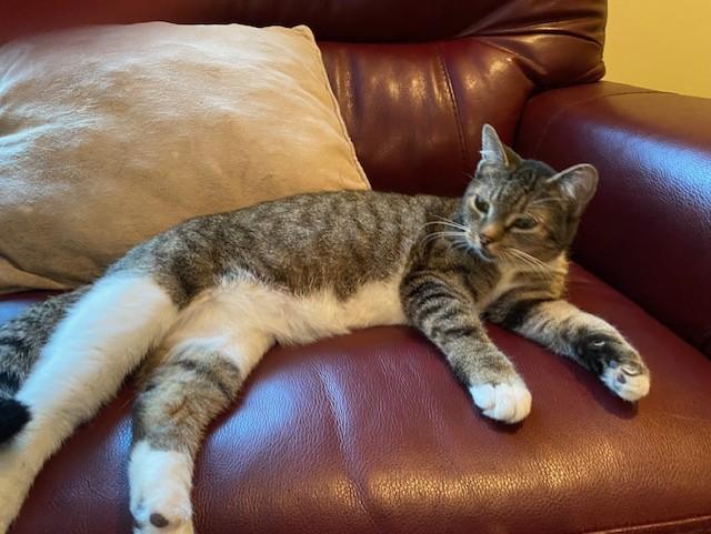 Enlarge Michaela, a ADOPTABLE mixed breed in Latham, NY image 1/3