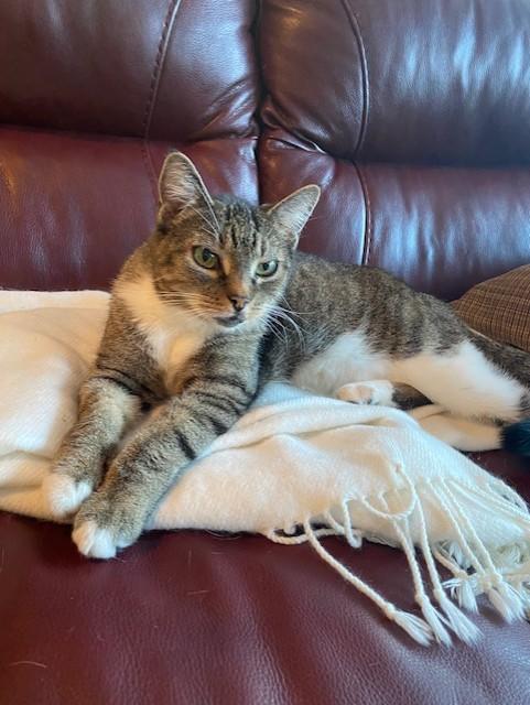 Enlarge Michaela, a ADOPTABLE mixed breed in Latham, NY image 2/3