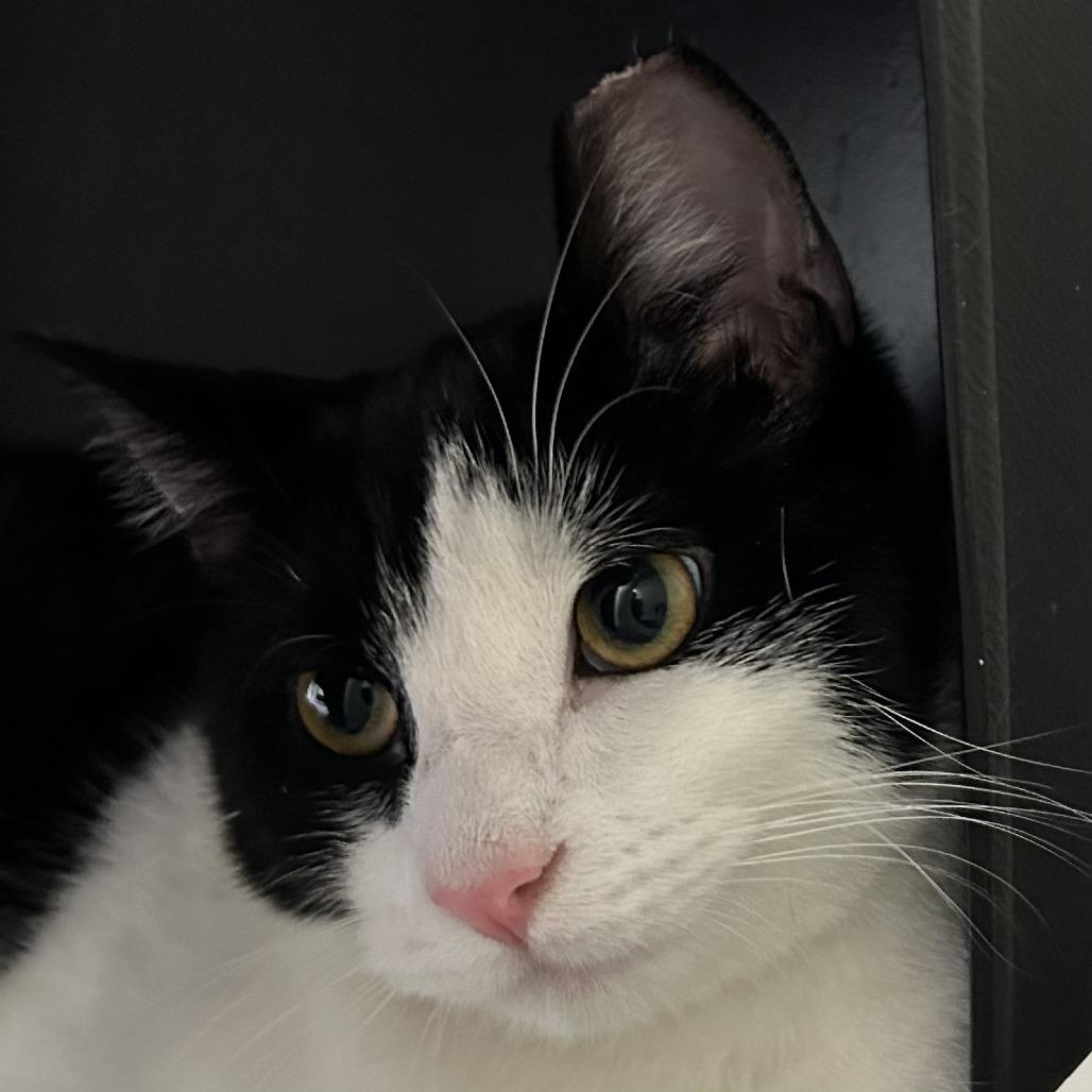 Douglas, Adoptable, Young Male Domestic Short Hair.