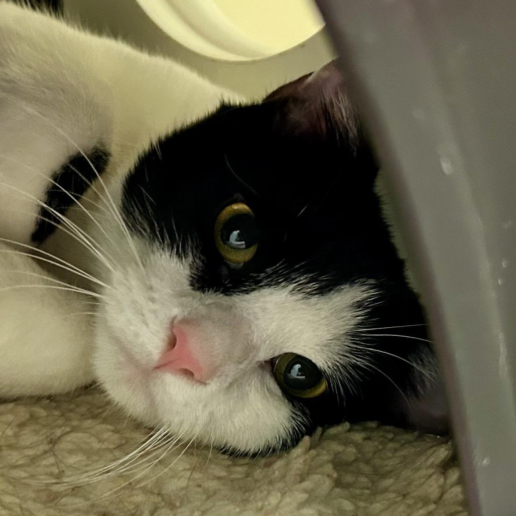 Enlarge Douglas, a Adoptable Domestic Short Hair in Nashville, TN image 2/5