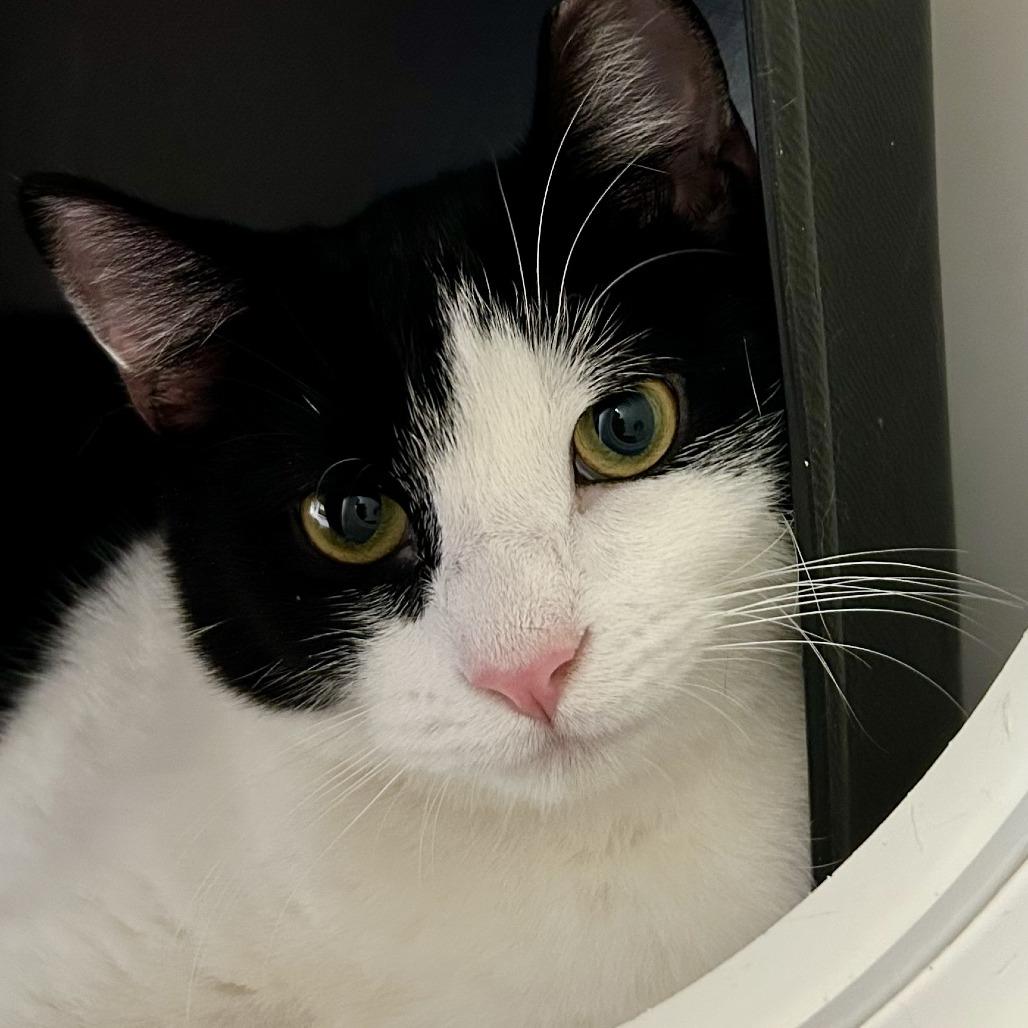 Enlarge Douglas, a Adoptable Domestic Short Hair in Nashville, TN image 3/5