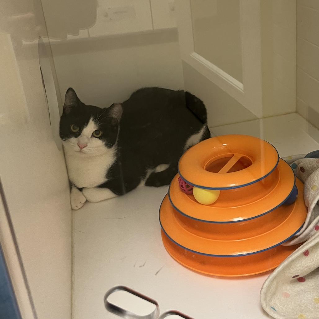 Enlarge Douglas, a Adoptable Domestic Short Hair in Nashville, TN image 4/5