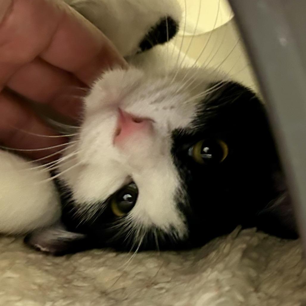 Enlarge Douglas, a Adoptable Domestic Short Hair in Nashville, TN image 5/5