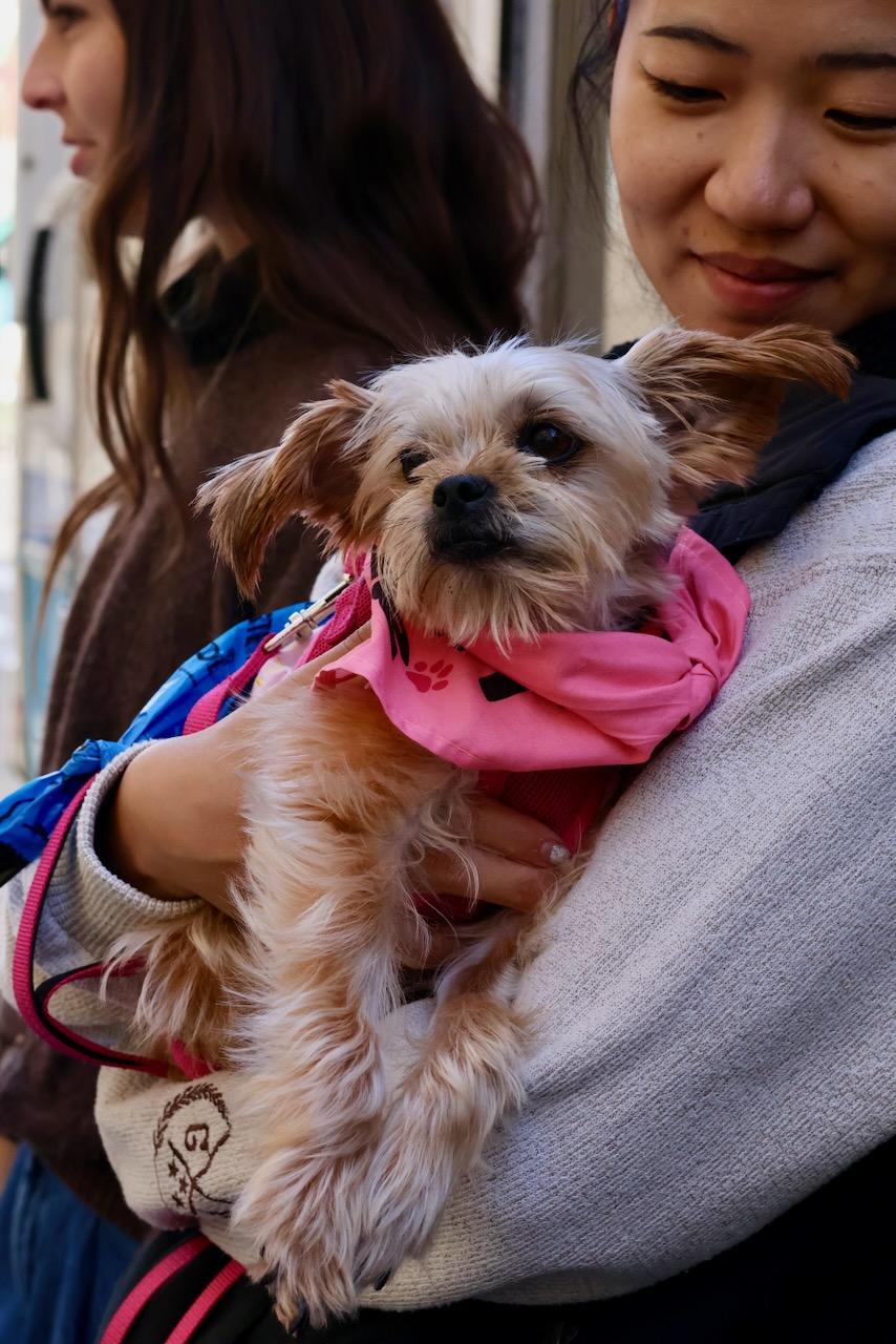 Harper, a Adoptable mixed breed in New York, NY image 4/6