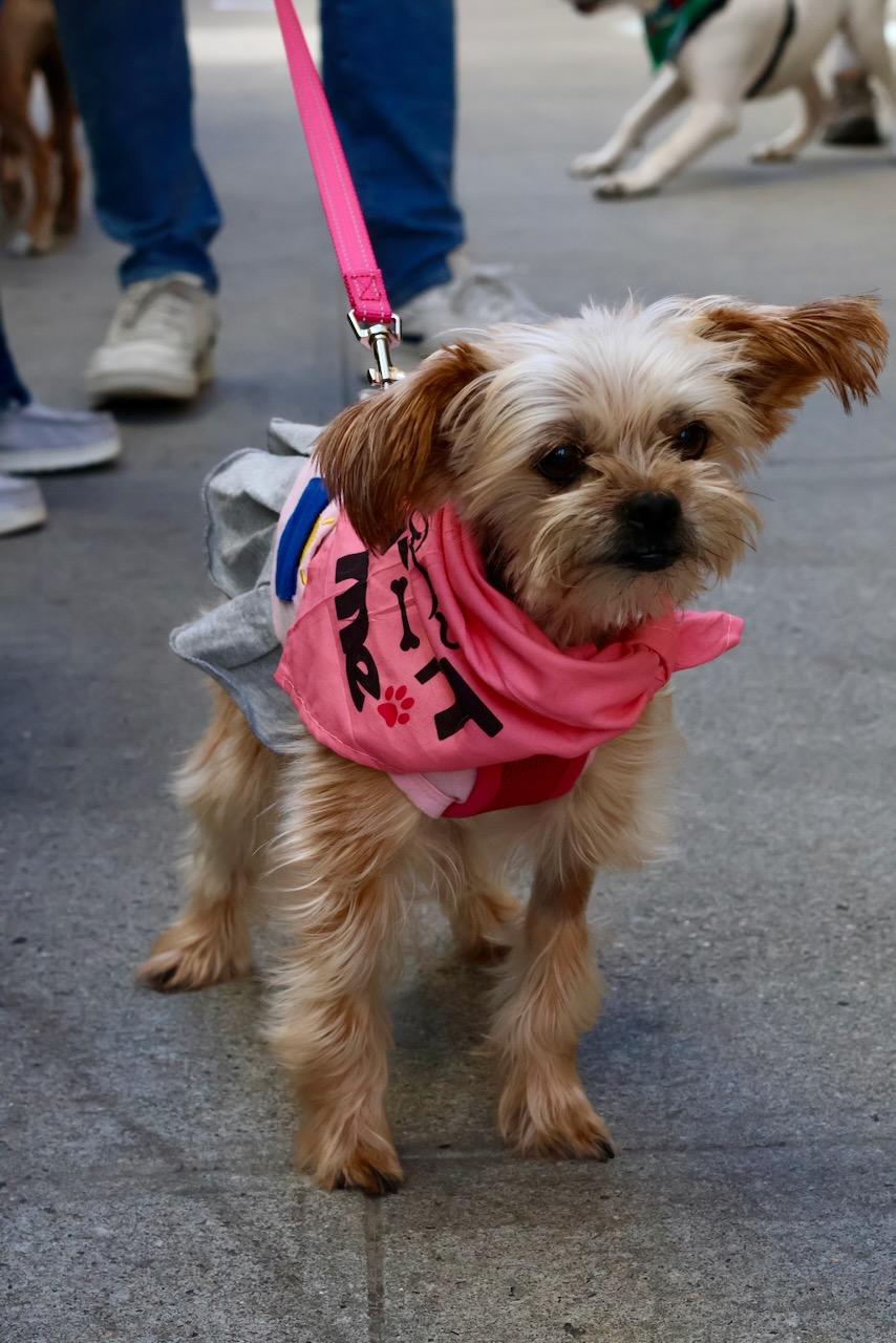 Harper, a Adoptable mixed breed in New York, NY image 1/6