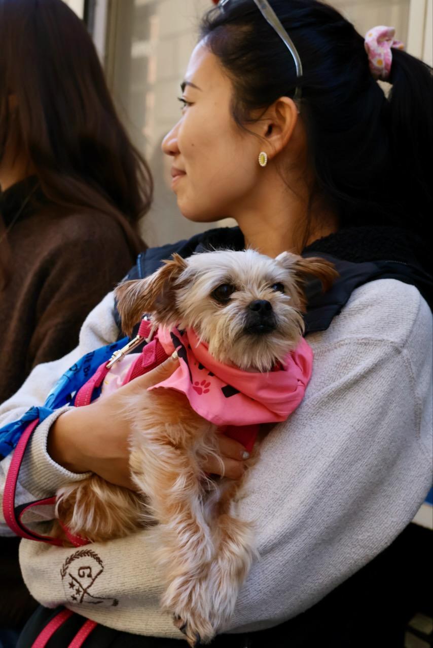 Harper, a Adoptable mixed breed in New York, NY image 5/6