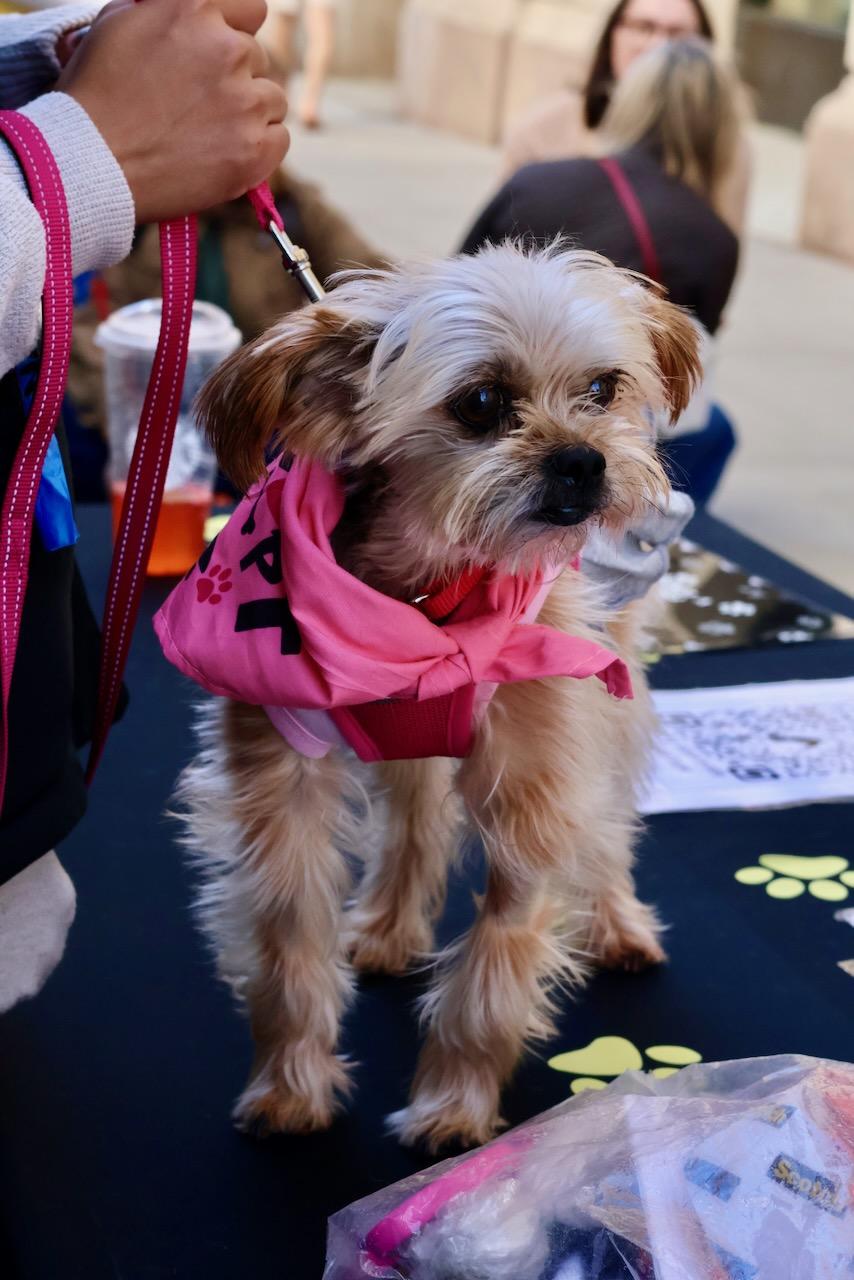 Harper, a Adoptable mixed breed in New York, NY image 6/6