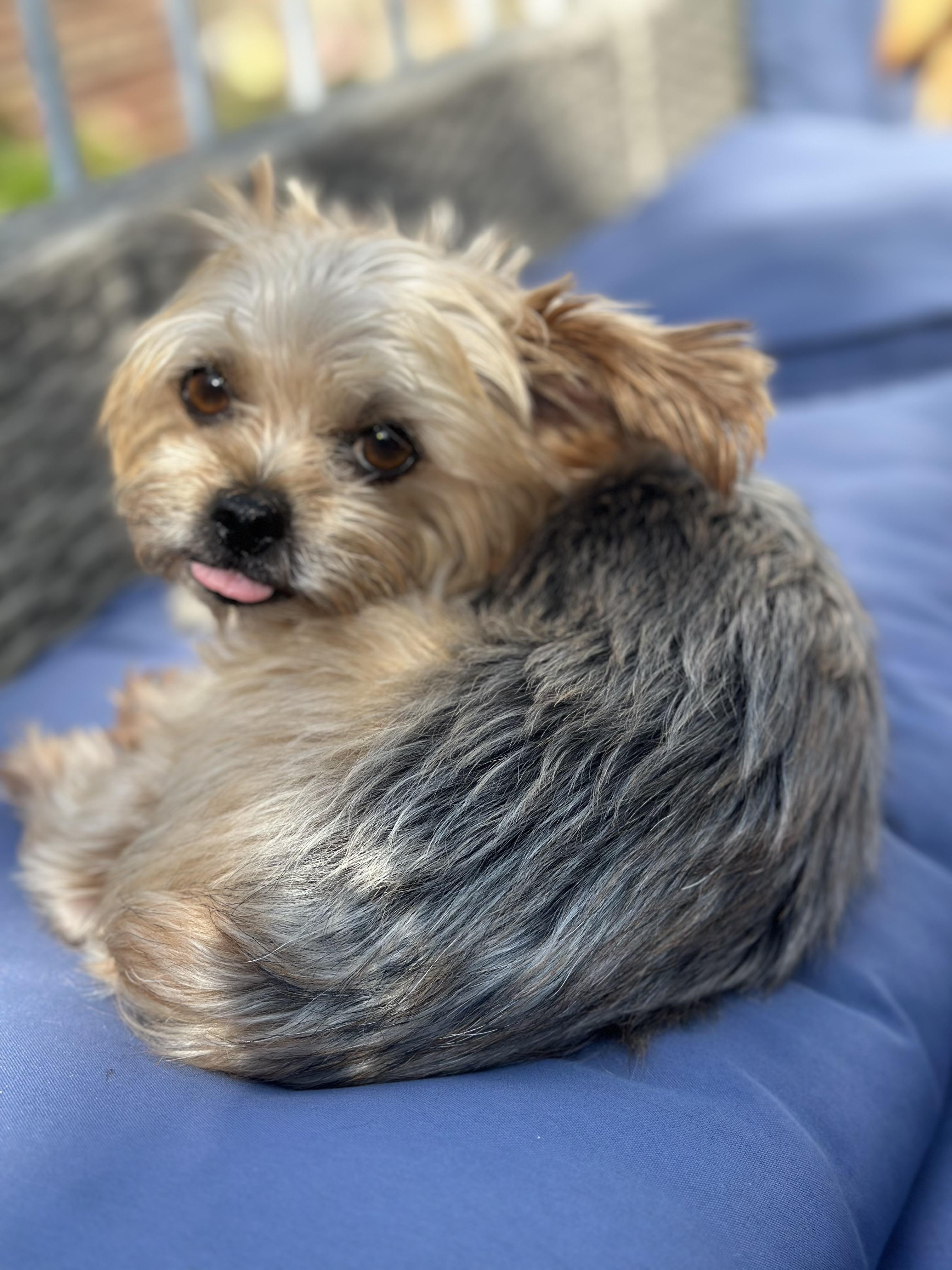 Harper, Adoptable, Adult Female Terrier & Yorkshire Terrier.